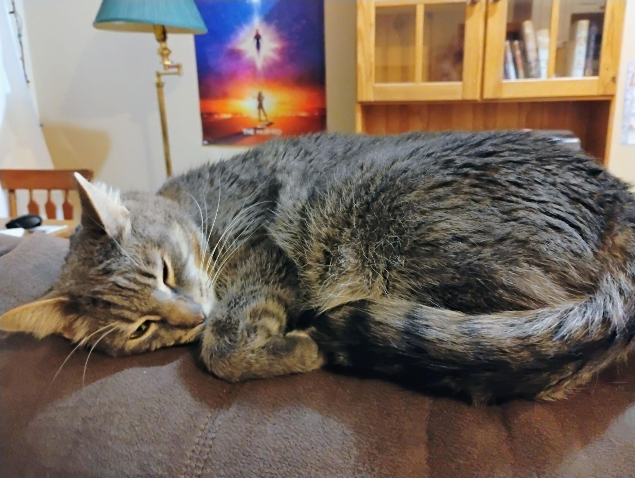 Anakin, Adoptable, Adult Male Domestic Short Hair.