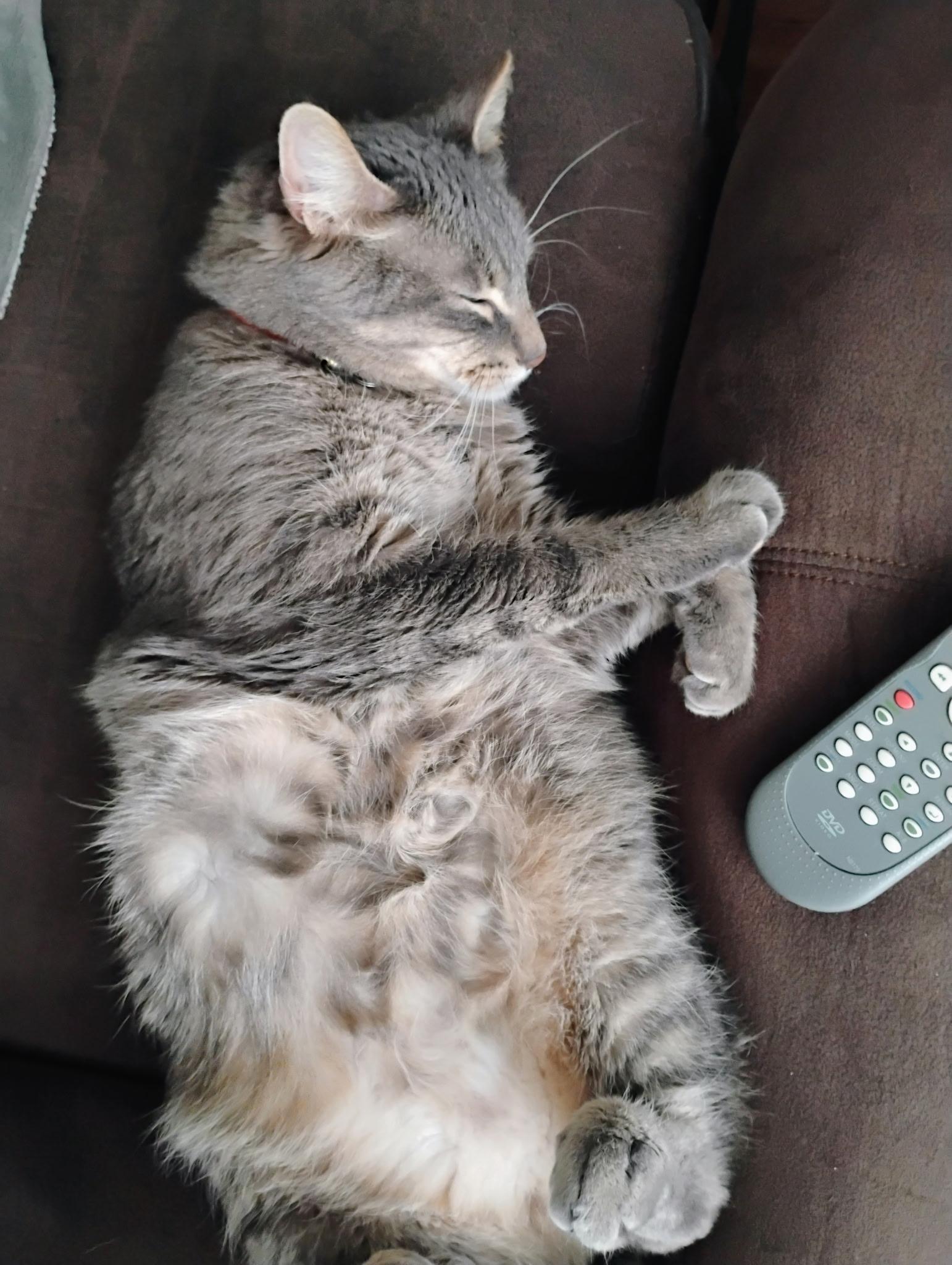 Enlarge Anakin, a Adoptable mixed breed in Kamloops, BC image 2/5