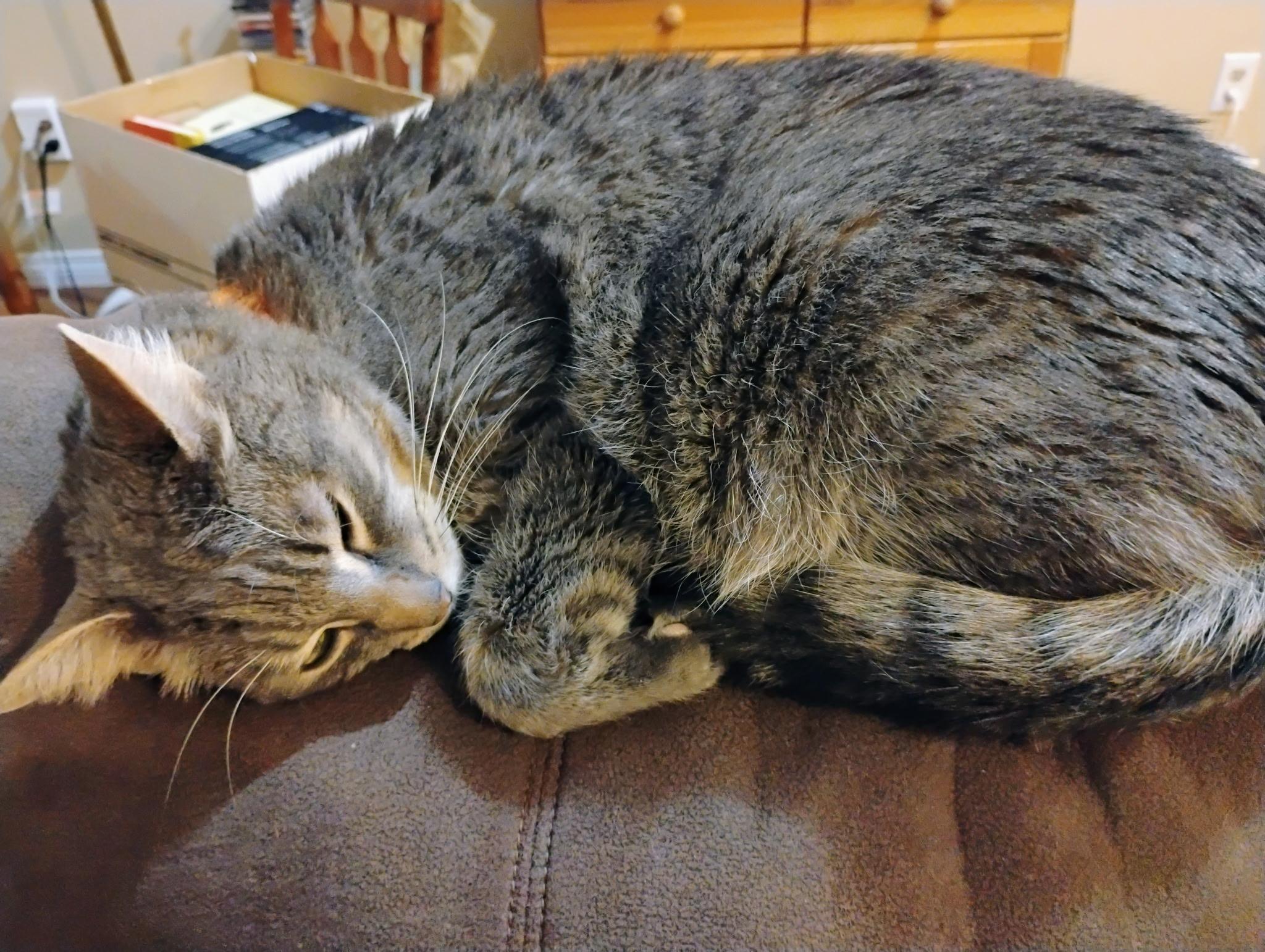 Enlarge Anakin, a Adoptable mixed breed in Kamloops, BC image 2/6