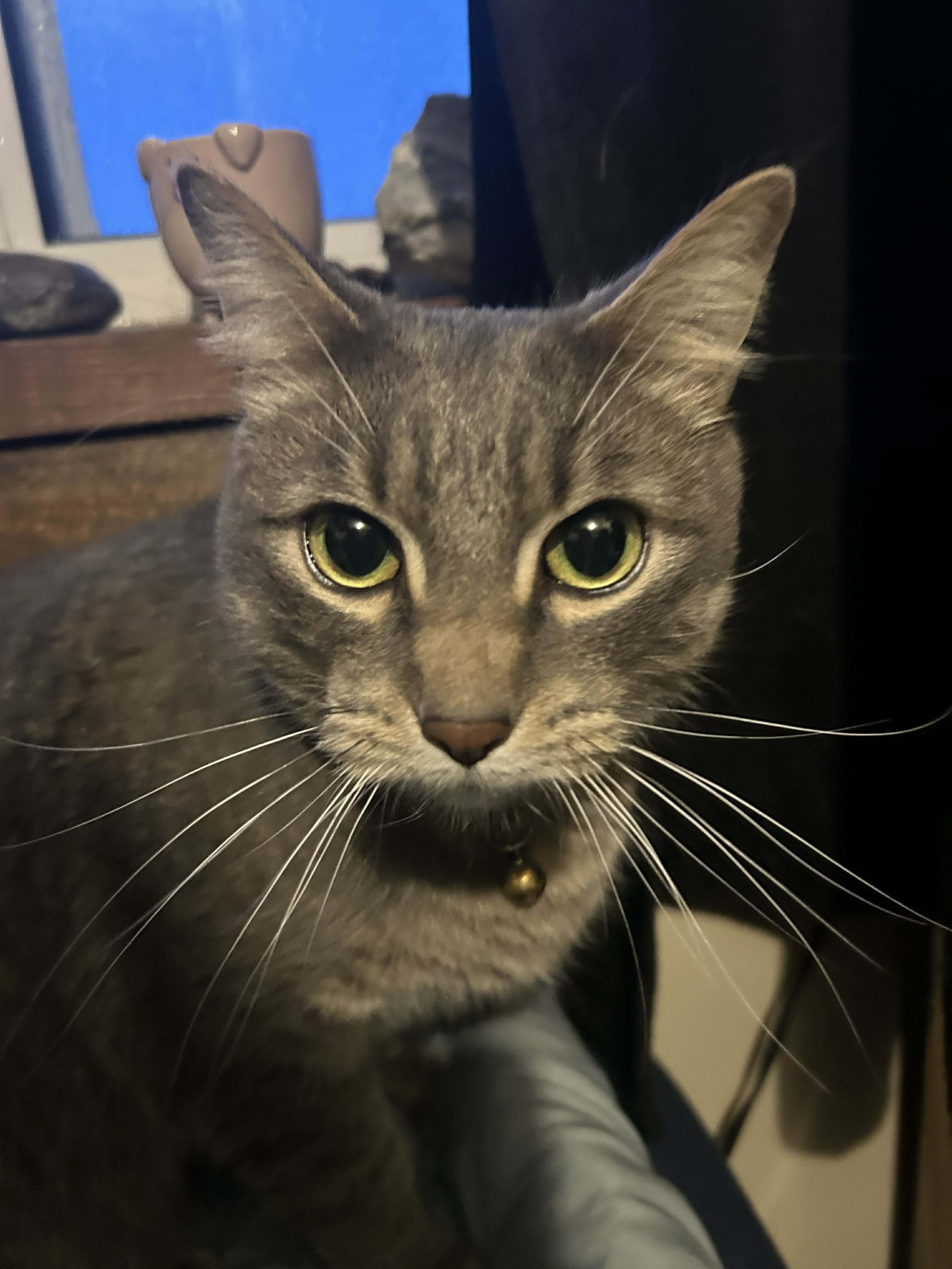 Enlarge Anakin, a Adoptable mixed breed in Kamloops, BC image 3/6