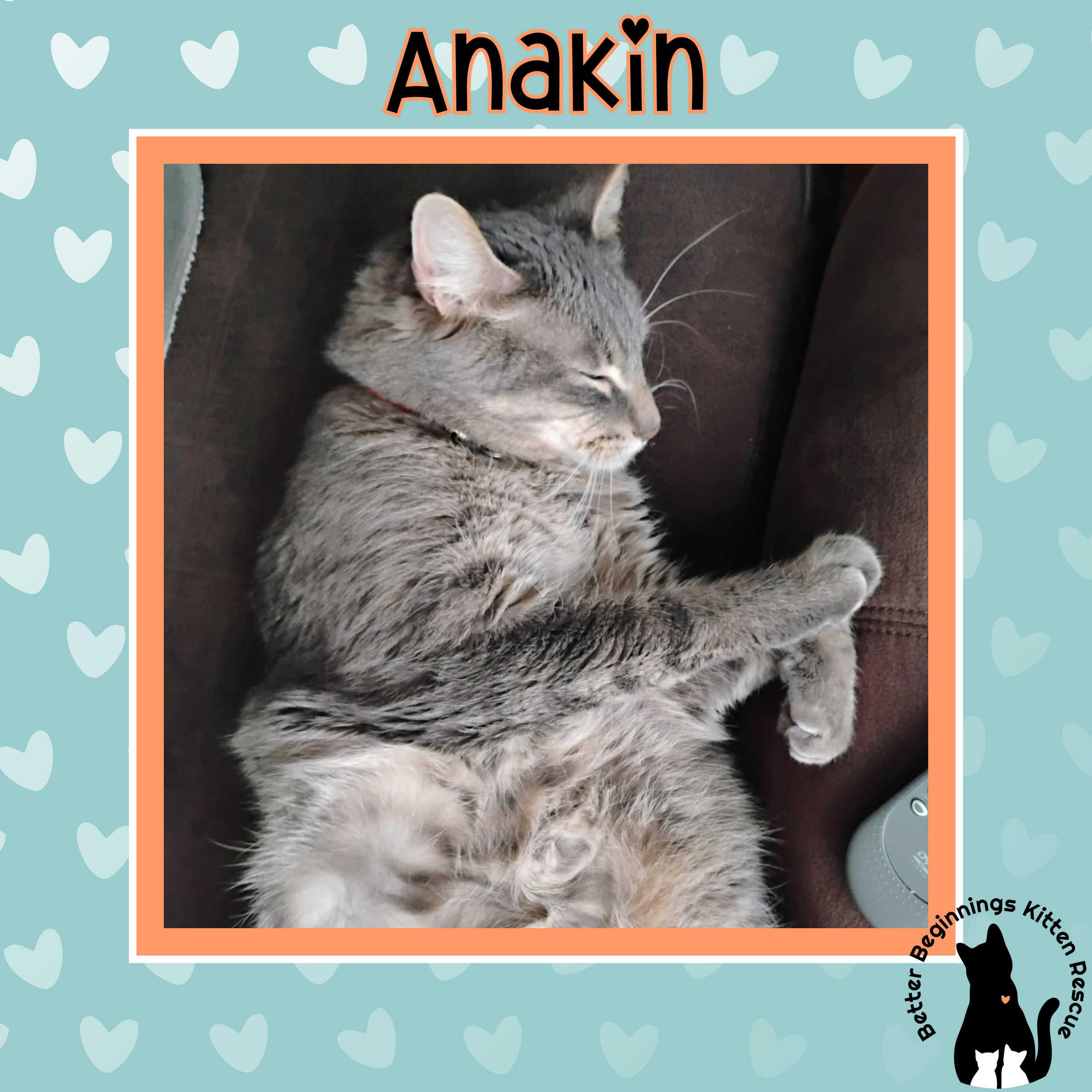 Enlarge Anakin, a Adoptable mixed breed in Kamloops, BC image 5/6