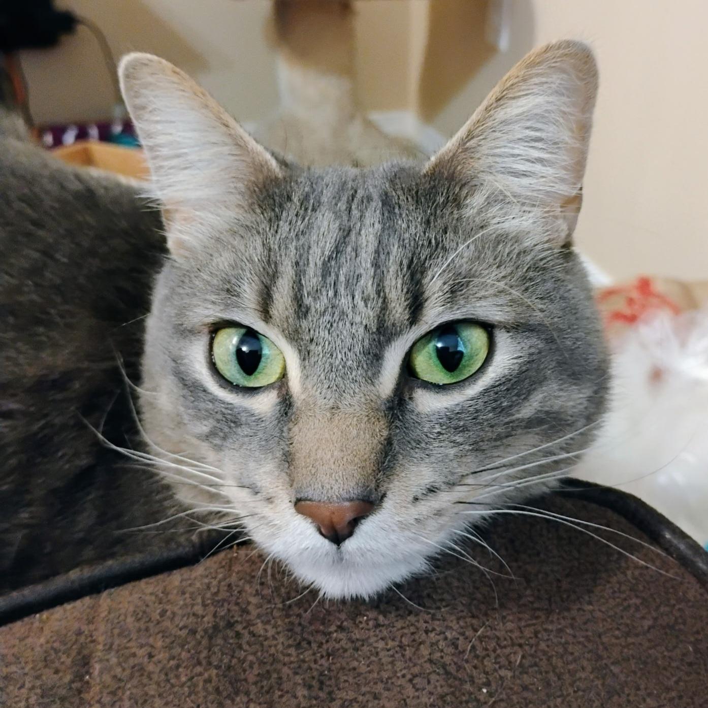 Enlarge Anakin, a Adoptable mixed breed in Kamloops, BC image 5/5