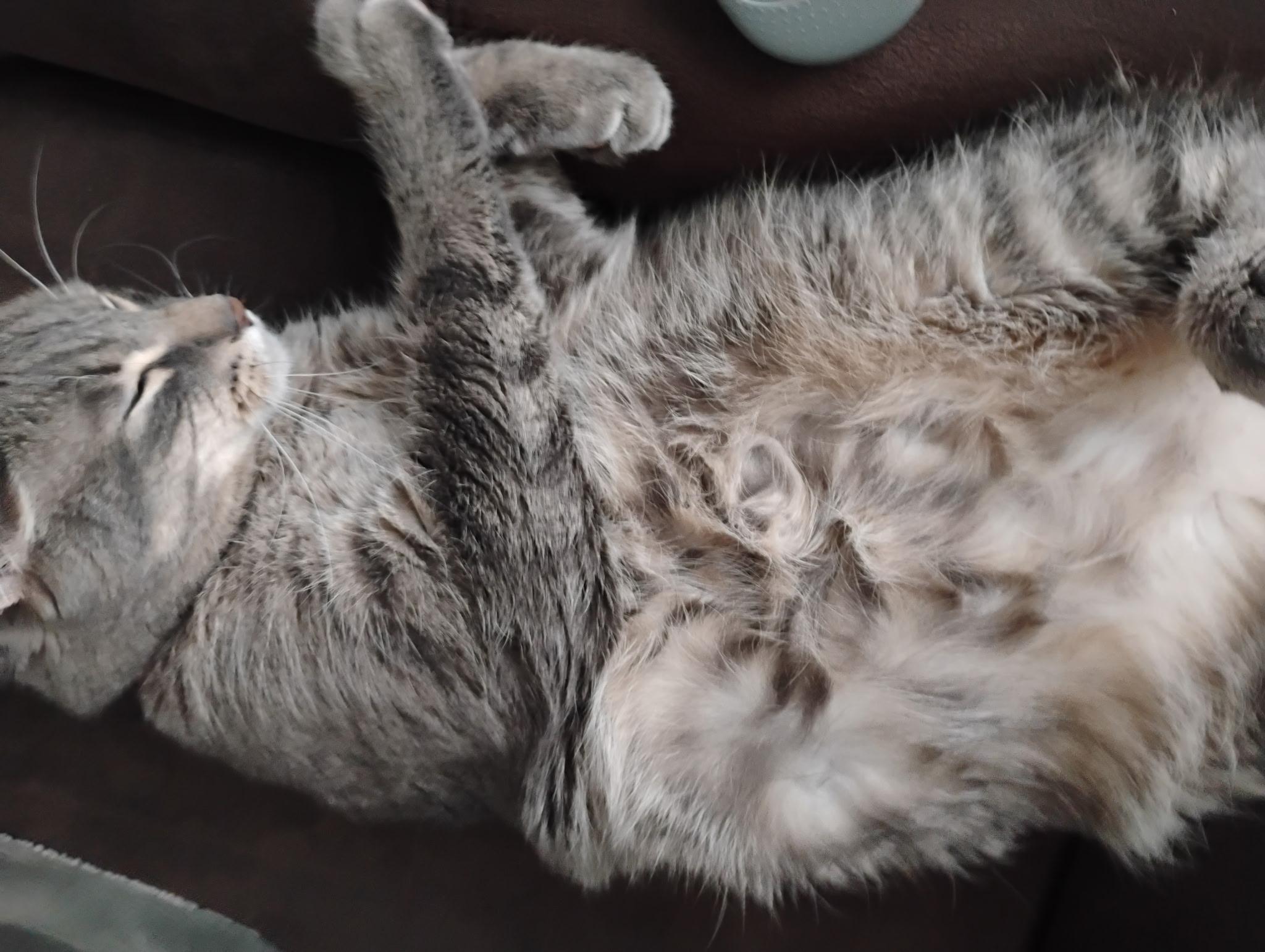 Enlarge Anakin, a Adoptable mixed breed in Kamloops, BC image 6/6