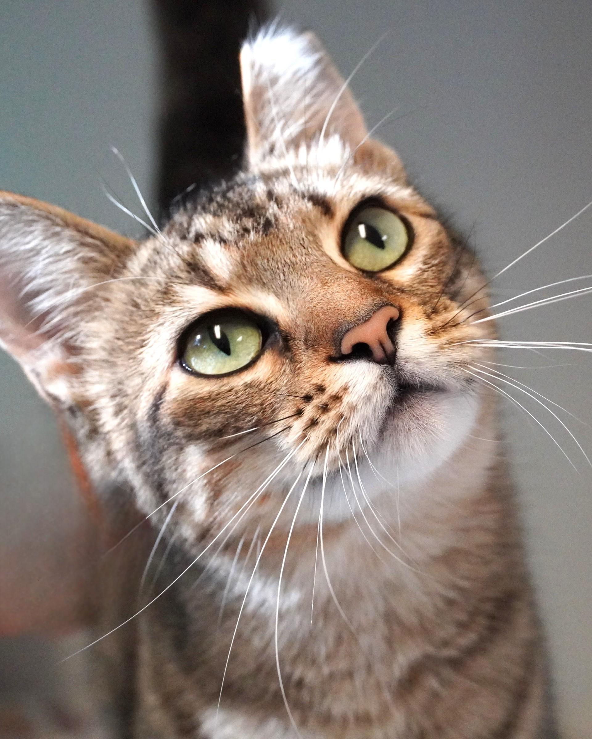 Enlarge Karen, a Adoptable Domestic Short Hair in Grants Pass, OR image 3/4