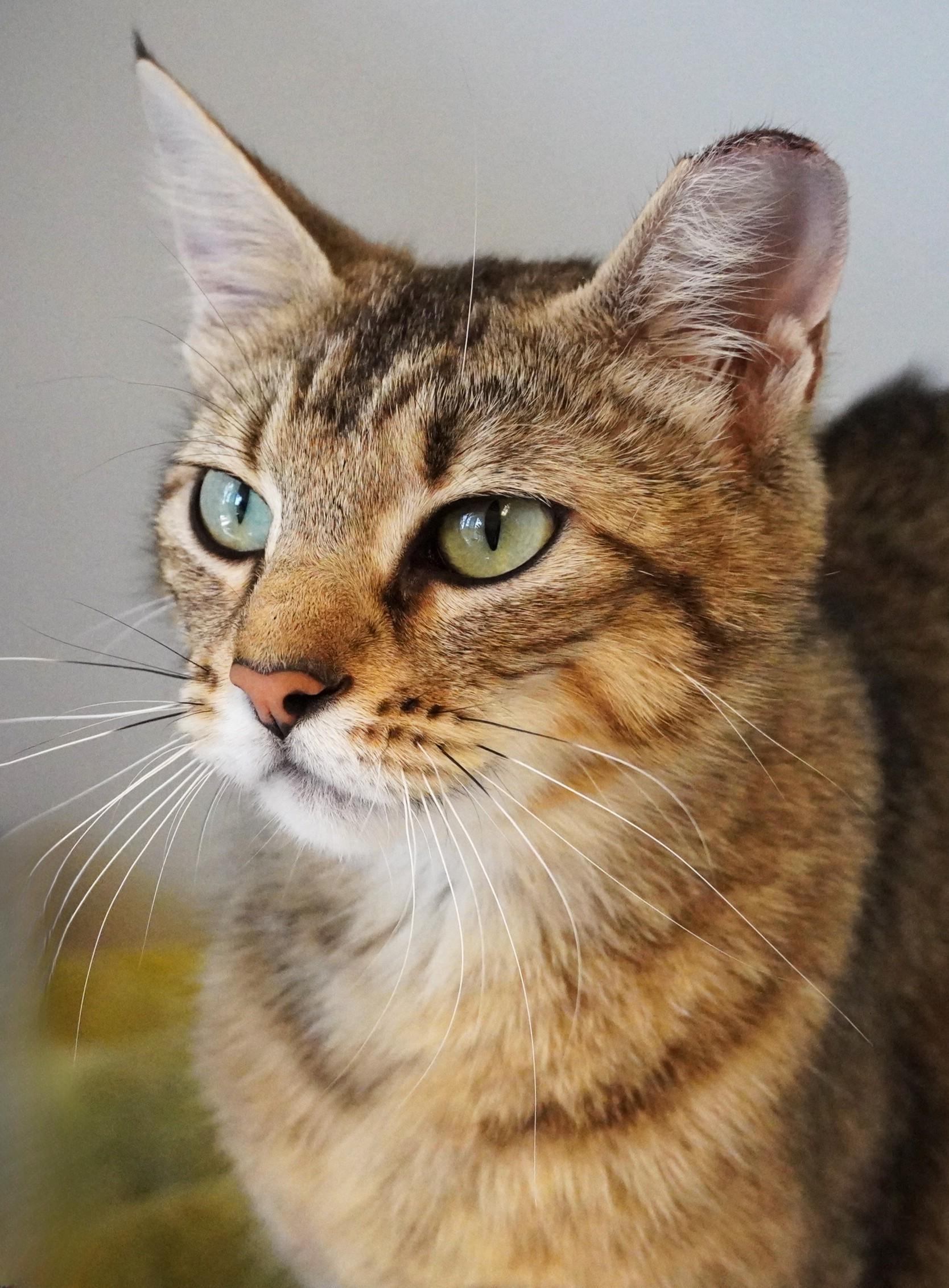 Enlarge Karen, an adoptable Domestic Short Hair in Grants Pass, OR image 1/2