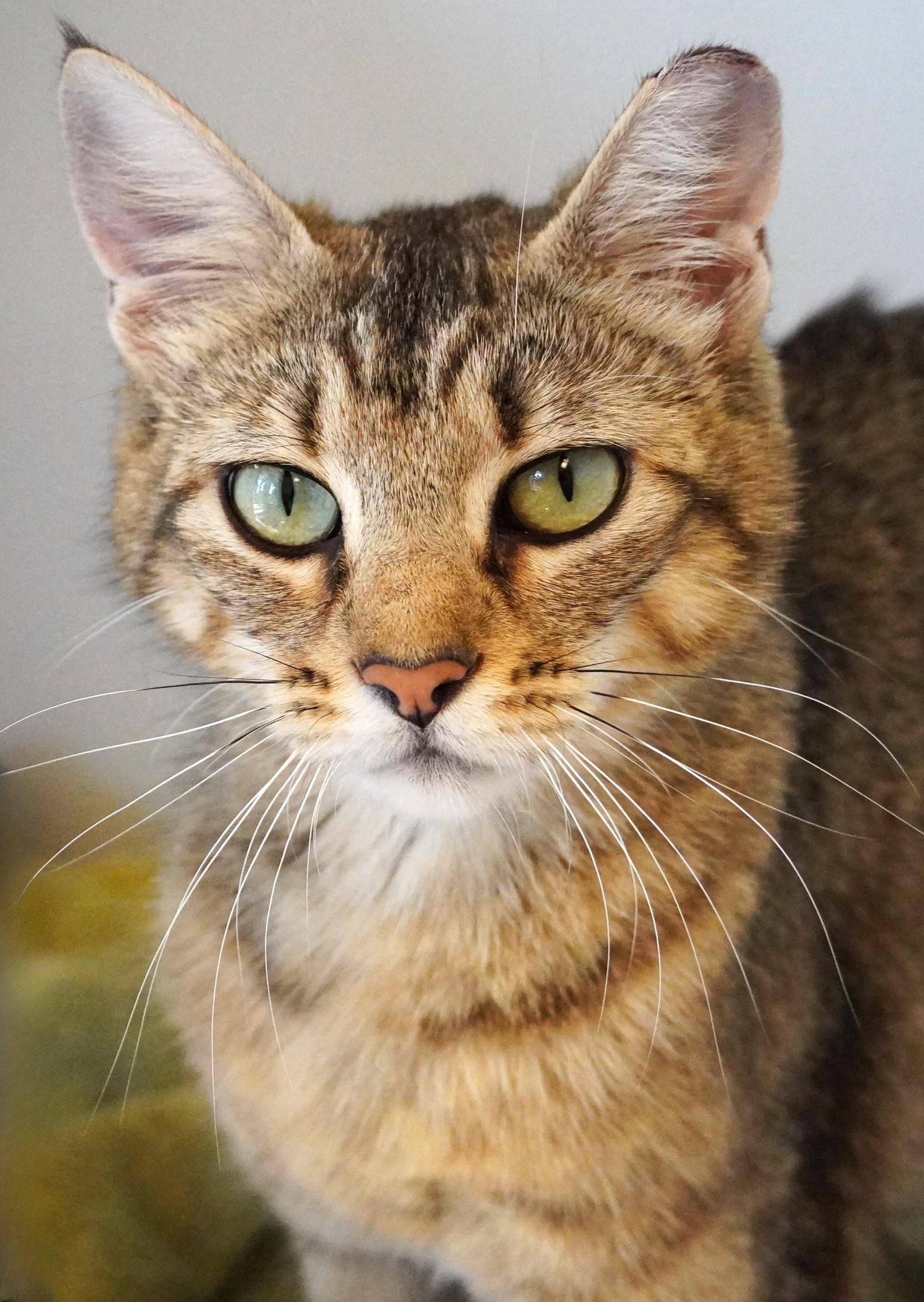 Enlarge Karen, an adoptable Domestic Short Hair in Grants Pass, OR image 2/2