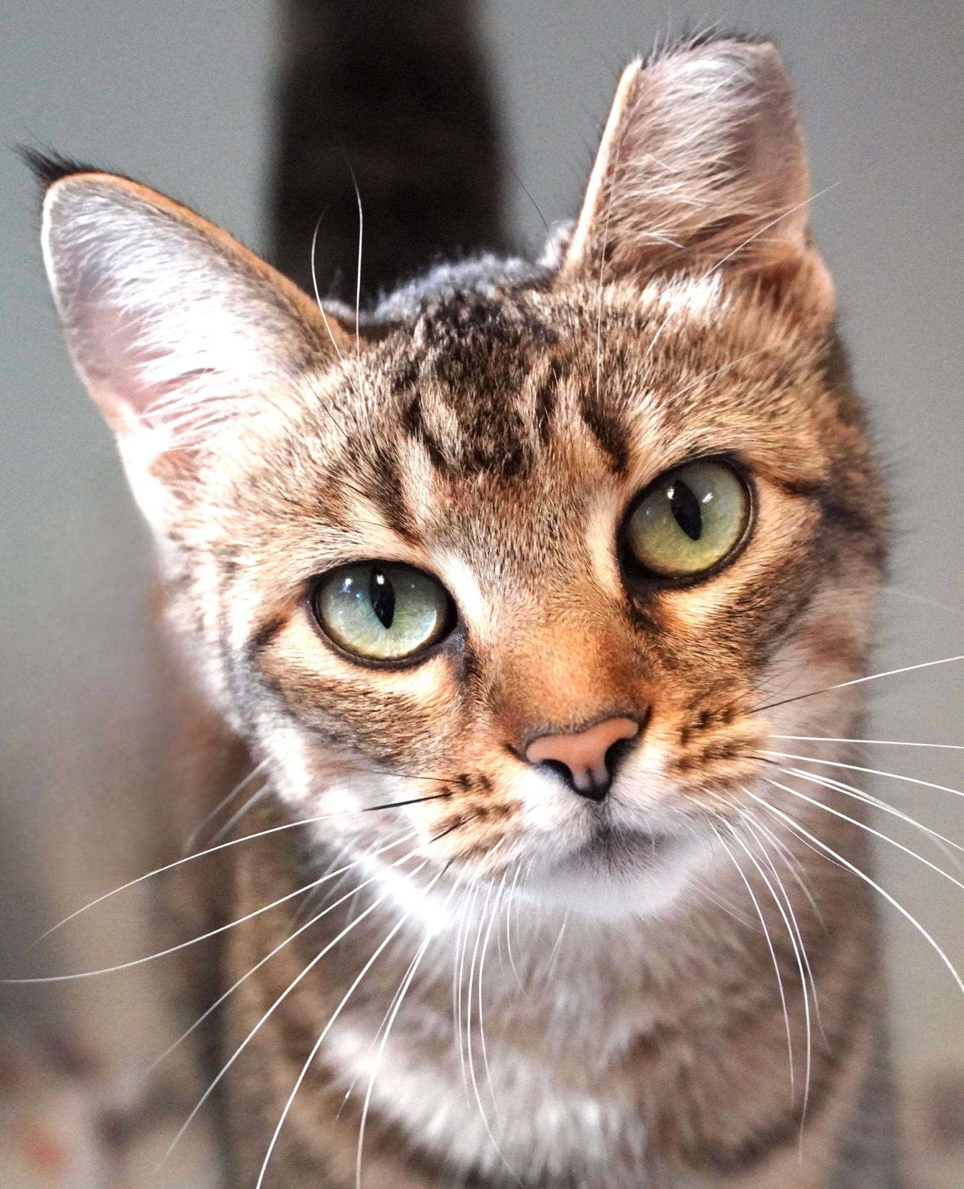 Enlarge Karen, a Adoptable Domestic Short Hair in Grants Pass, OR image 4/4