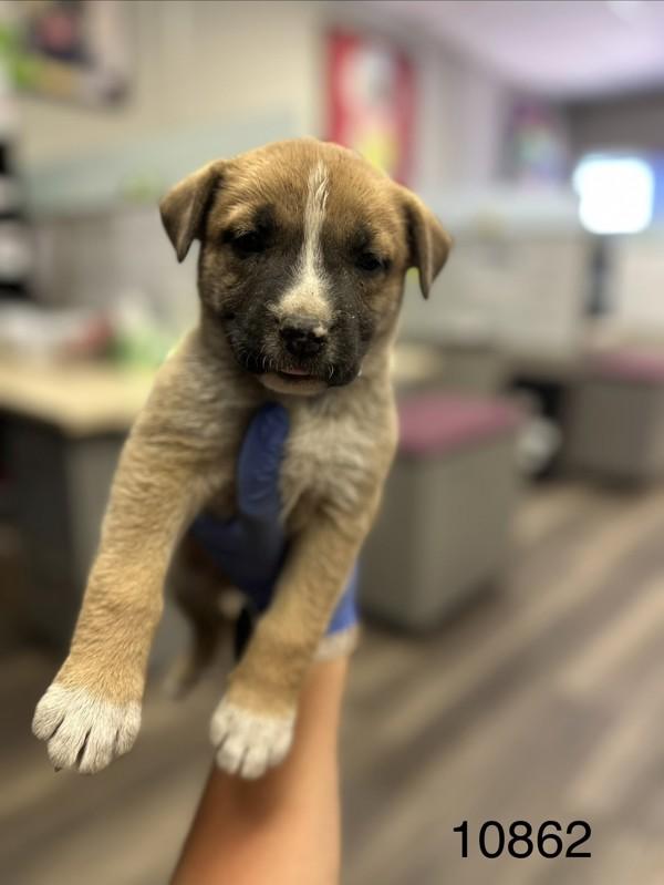 Monday, Adoptable, Puppy Female Shepherd.