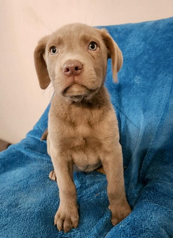 Kat, Adoptable, Young Female Pit Bull Terrier.