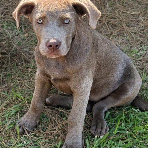 Kat, a Adoptable mixed breed in Leesburg, AL image 1/2