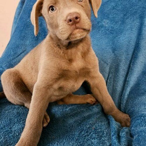 Enlarge Kat, a Adoptable Pit Bull Terrier in Leesburg, AL image 1/3