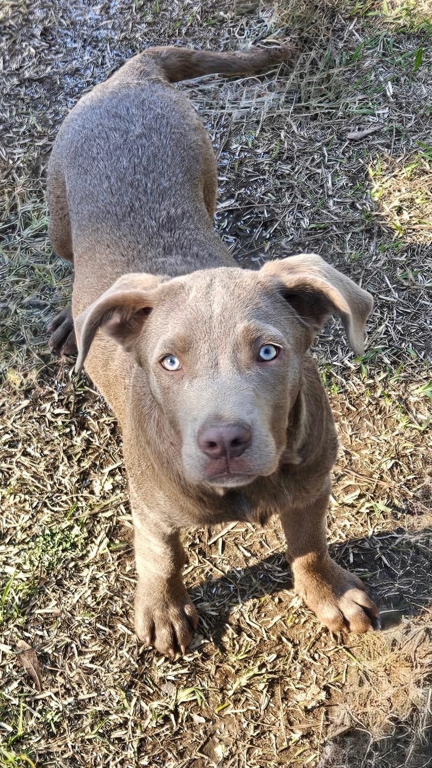 Kat, a Adoptable mixed breed in Leesburg, AL image 2/2