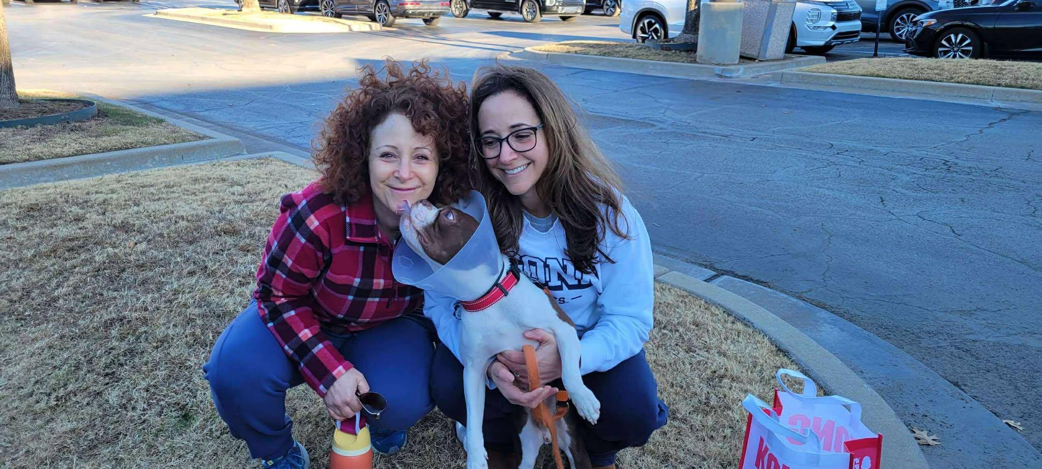 Enlarge Clifford, a Adopted Boston Terrier in Muskogee, OK image 2/6