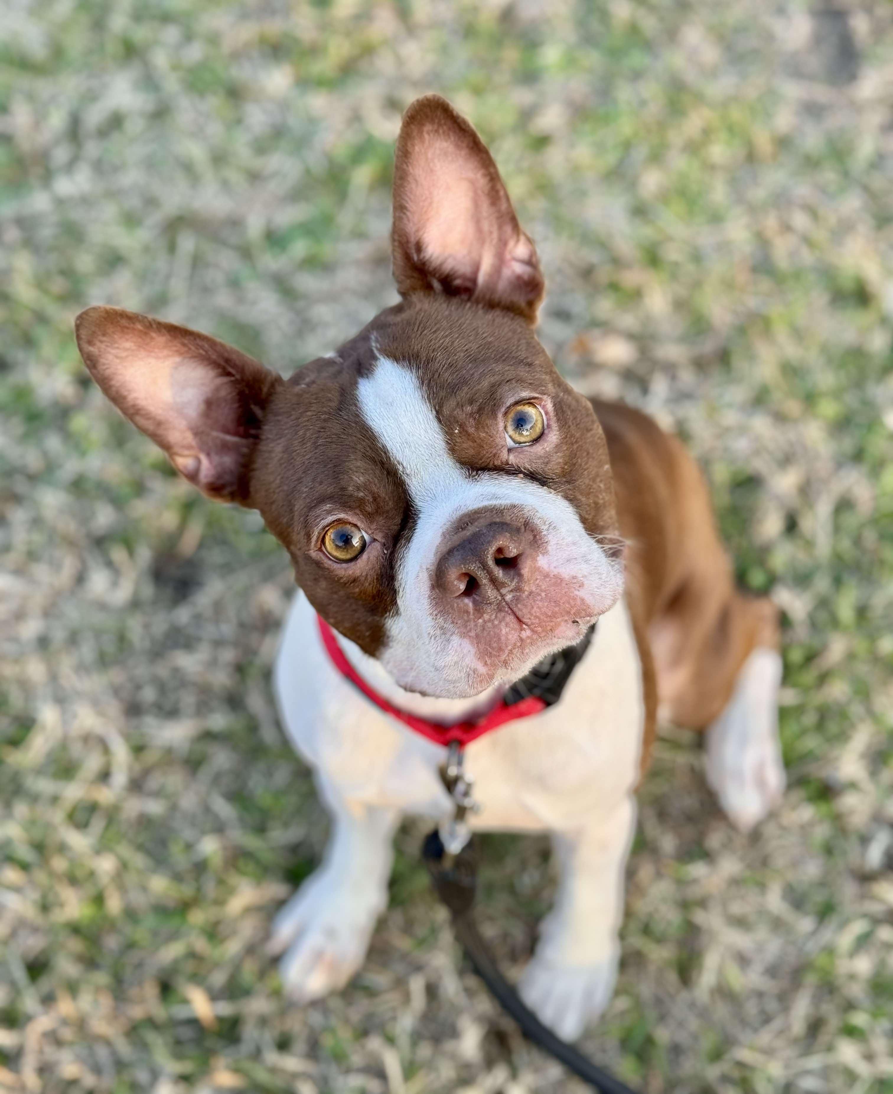 Enlarge Clifford, a Adopted Boston Terrier in Muskogee, OK image 3/6