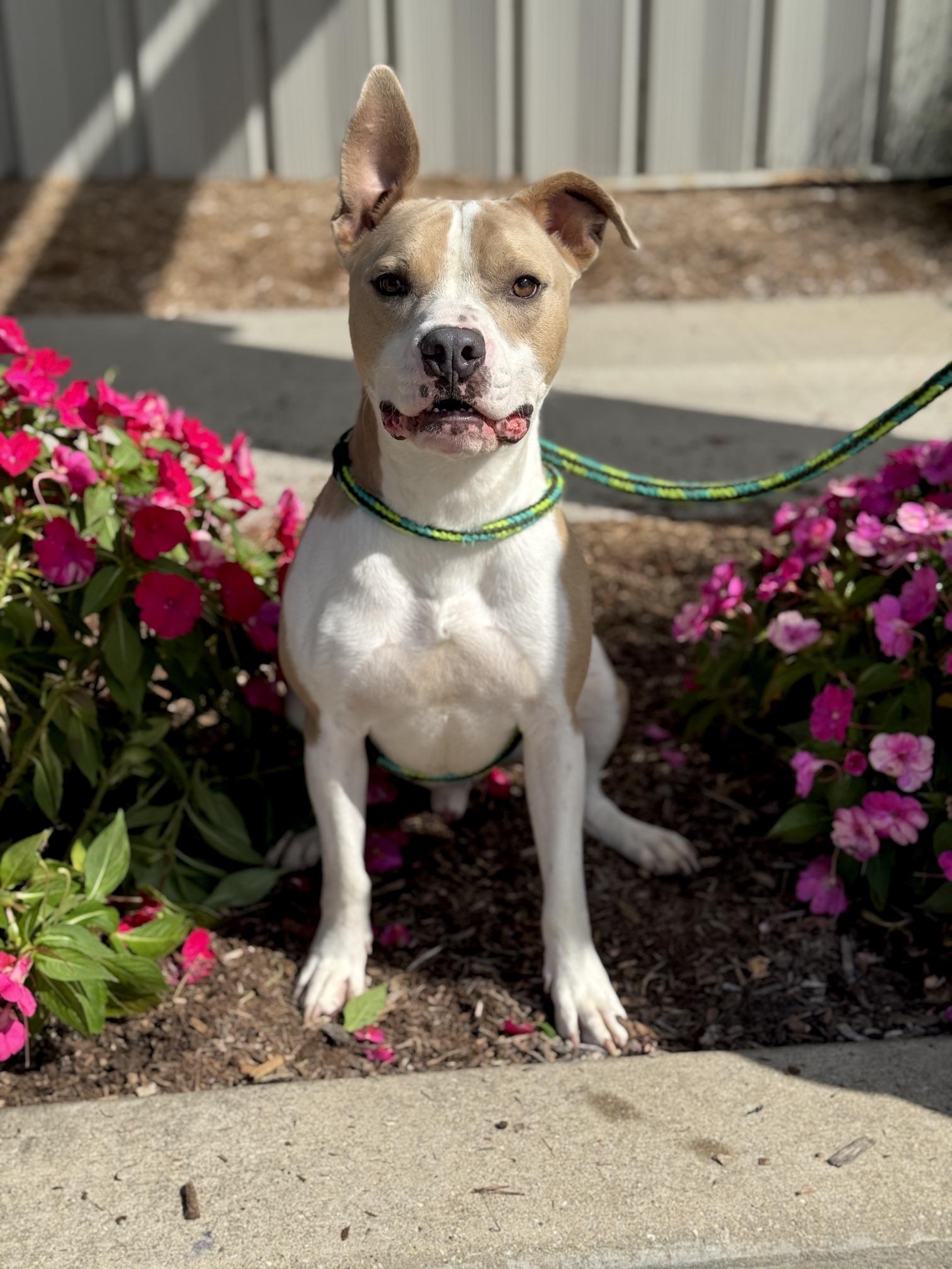 Tuba, a Adoptable mixed breed in Benton Harbor, MI image 3/6