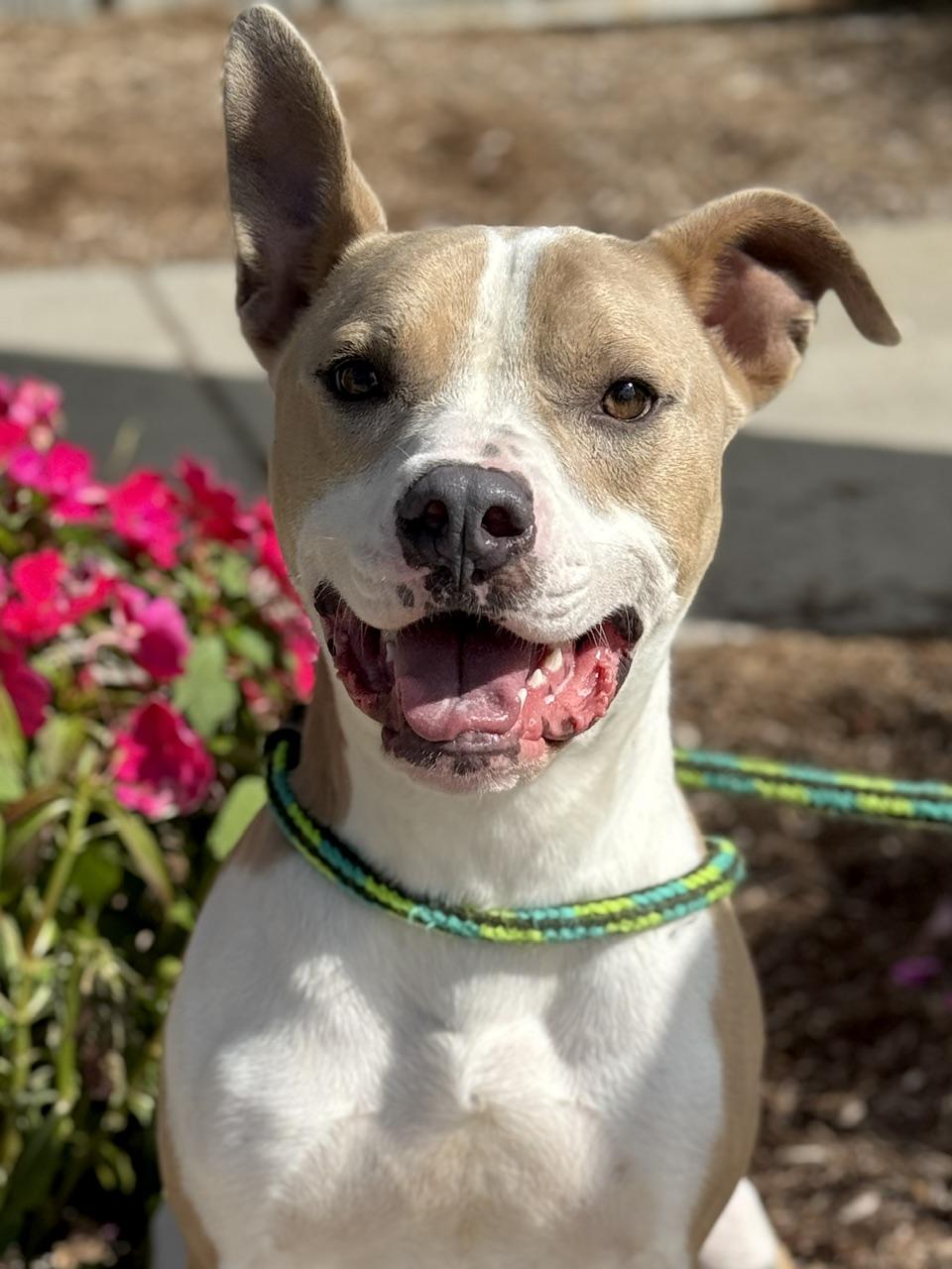 Tuba, Adoptable, Adult Male Pit Bull Terrier & Airedale Terrier.