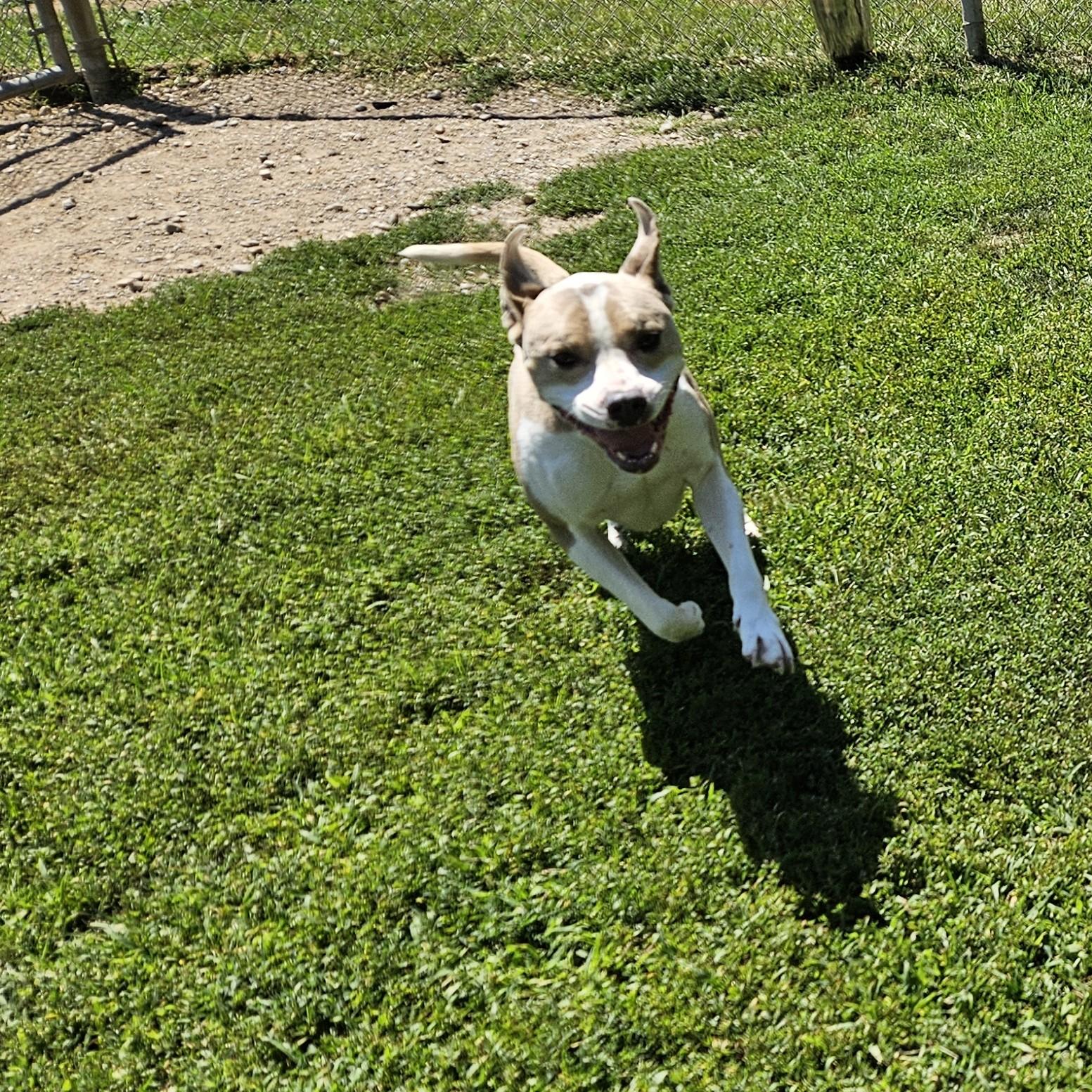 Tuba, a Adoptable mixed breed in Benton Harbor, MI image 4/4