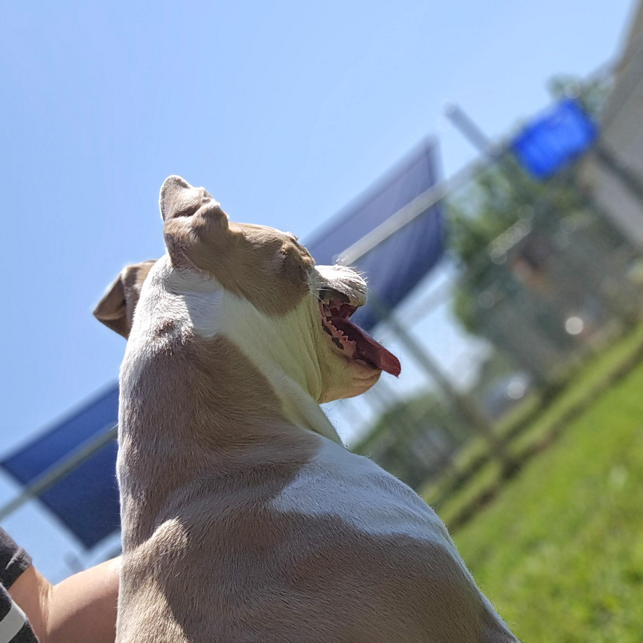 Tuba, a Adoptable mixed breed in Benton Harbor, MI image 3/4