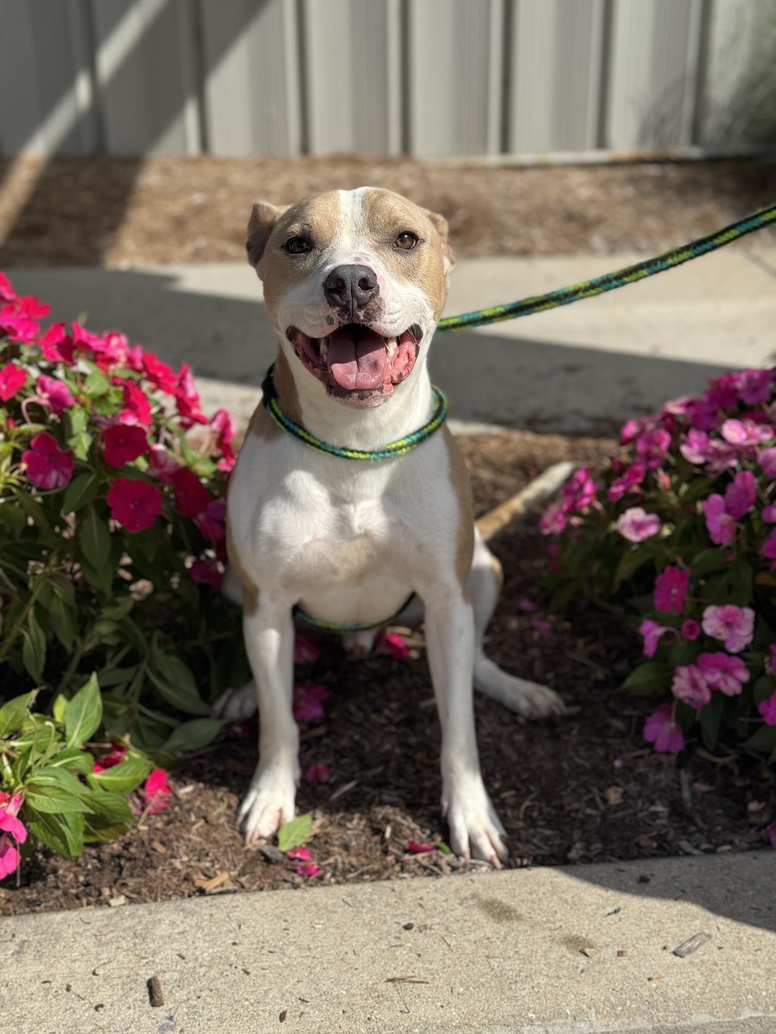 Tuba, a Adoptable mixed breed in Benton Harbor, MI image 2/6