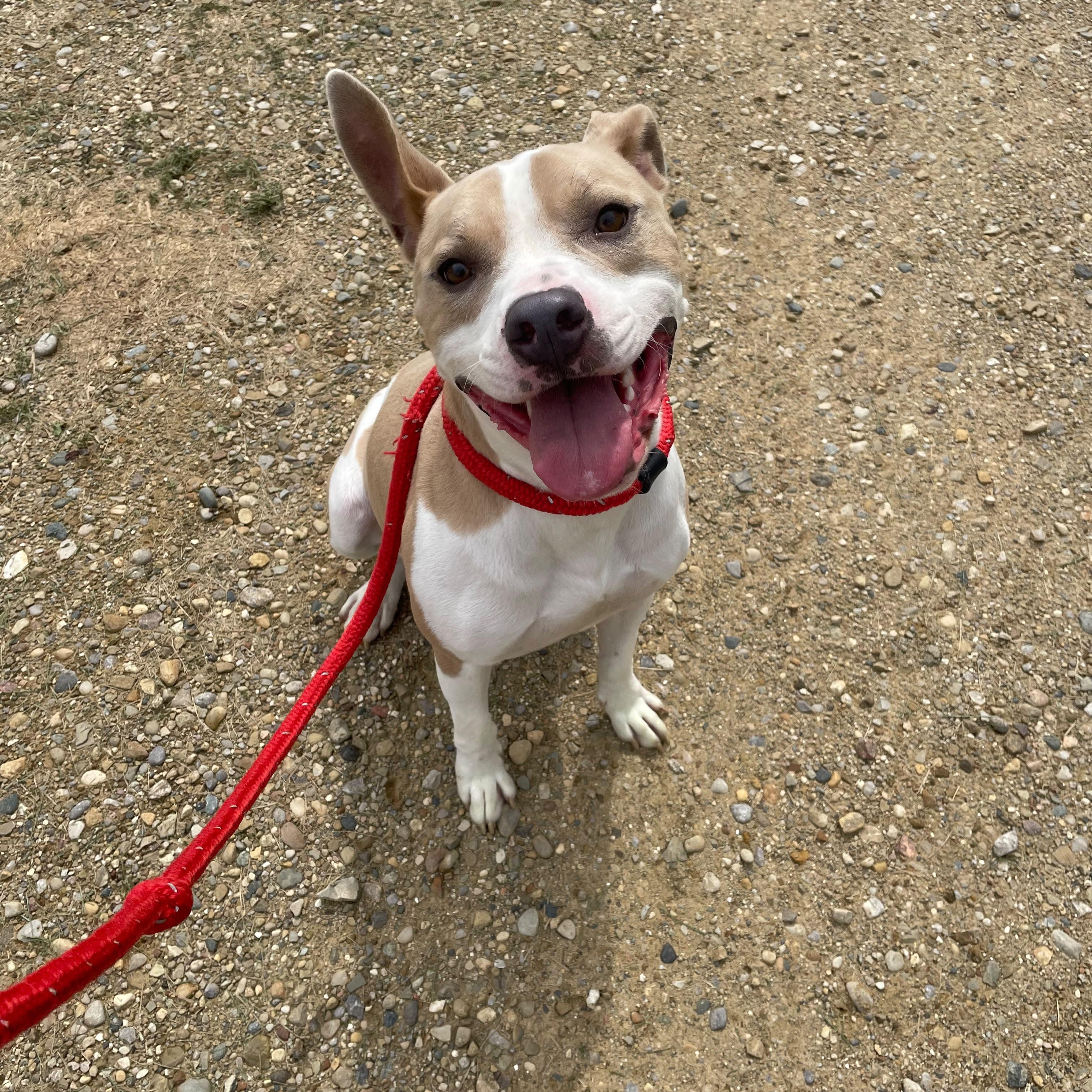 Enlarge Tuba, a Adoptable mixed breed in Benton Harbor, MI image 4/6