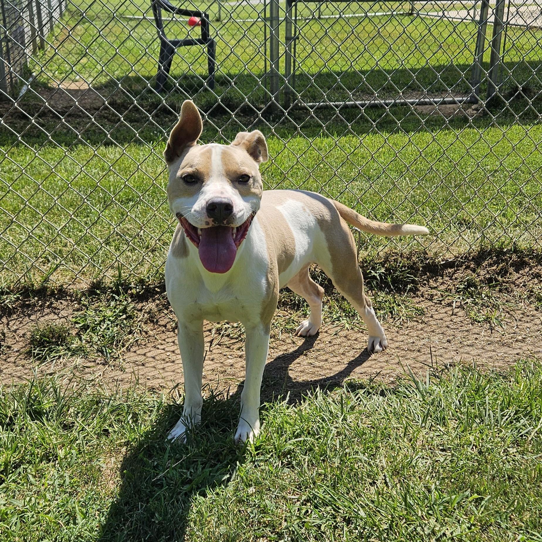 Tuba, Adoptable, Adult Male Pit Bull Terrier & Airedale Terrier.