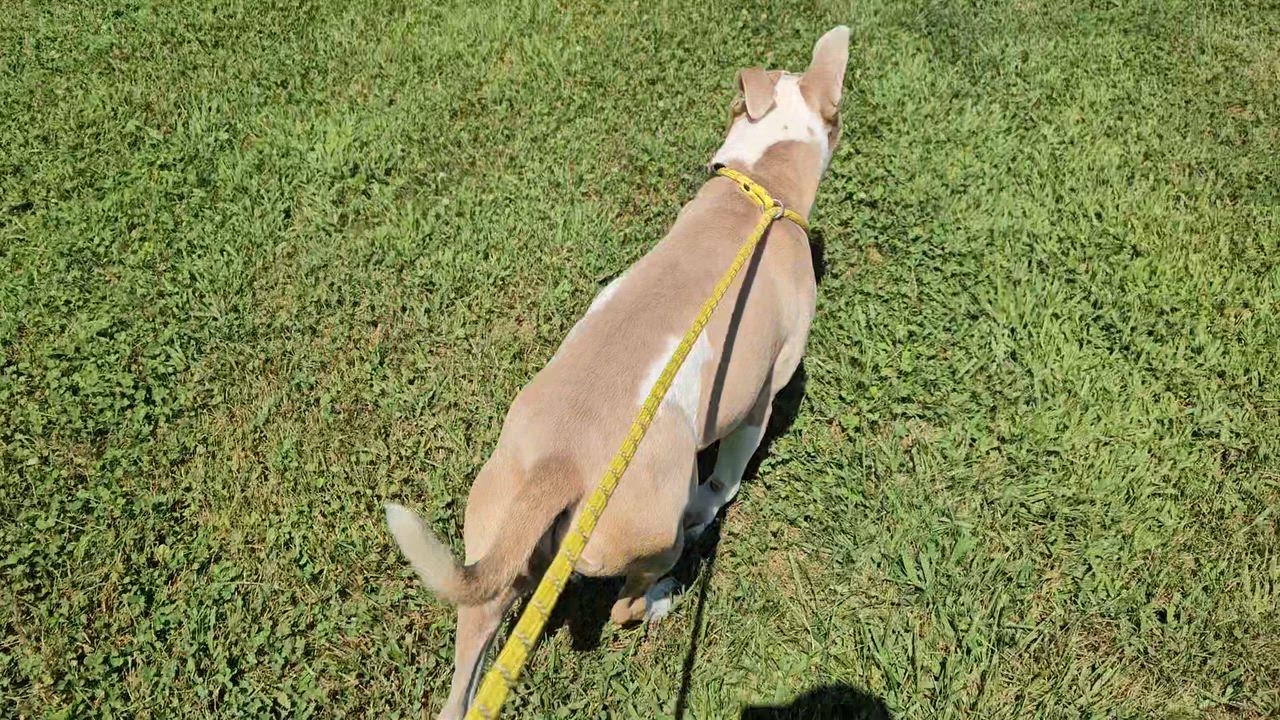 Enlarge Tuba, a Adoptable mixed breed in Benton Harbor, MI video 2/4