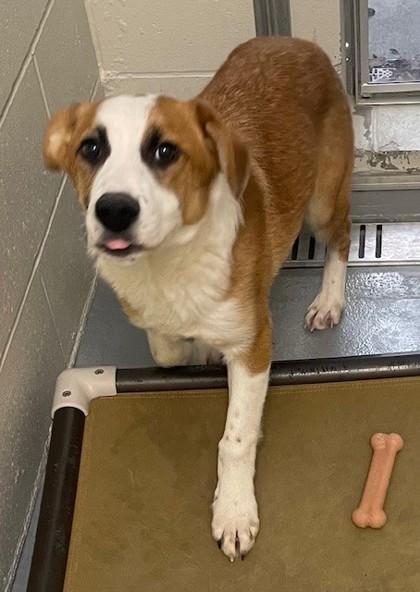 Enlarge Matcha, an adopted mixed breed in Batavia, OH image 1/1