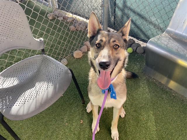KIDA, Adoptable, Young Female German Shepherd Dog & Mixed Breed.