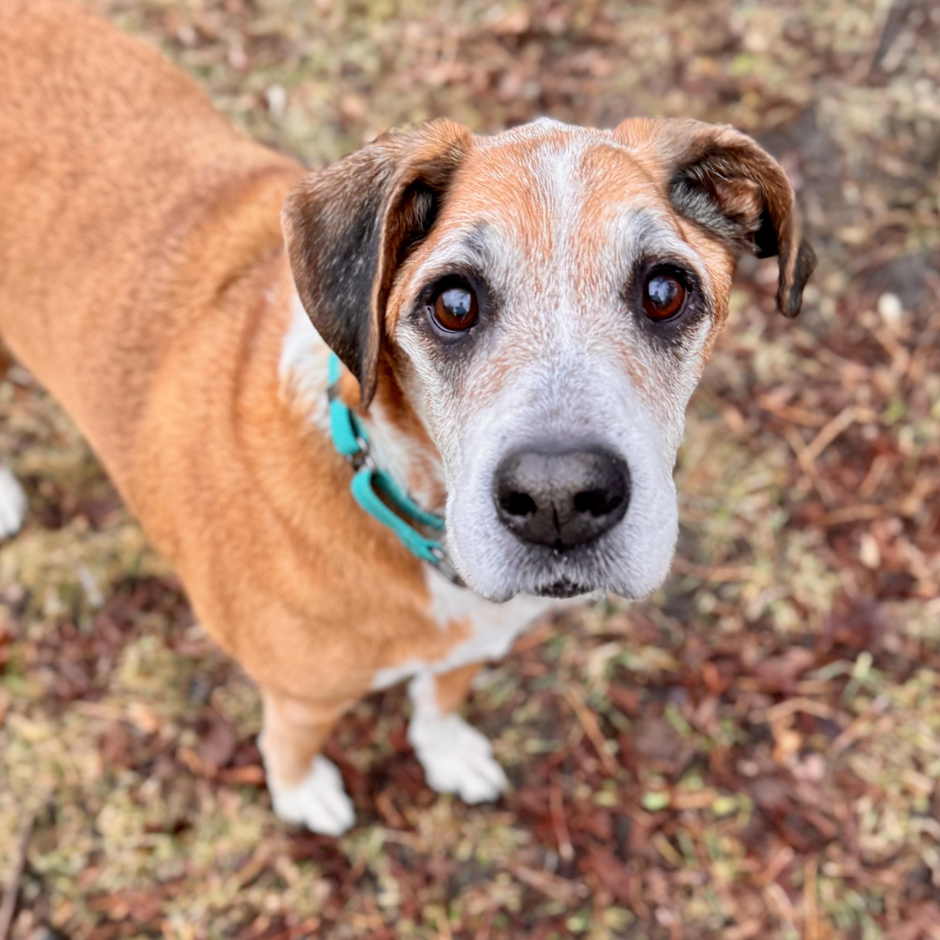 Blaze , adopted, Senior Male Boxer & Australian Cattle Dog / Blue Heeler.