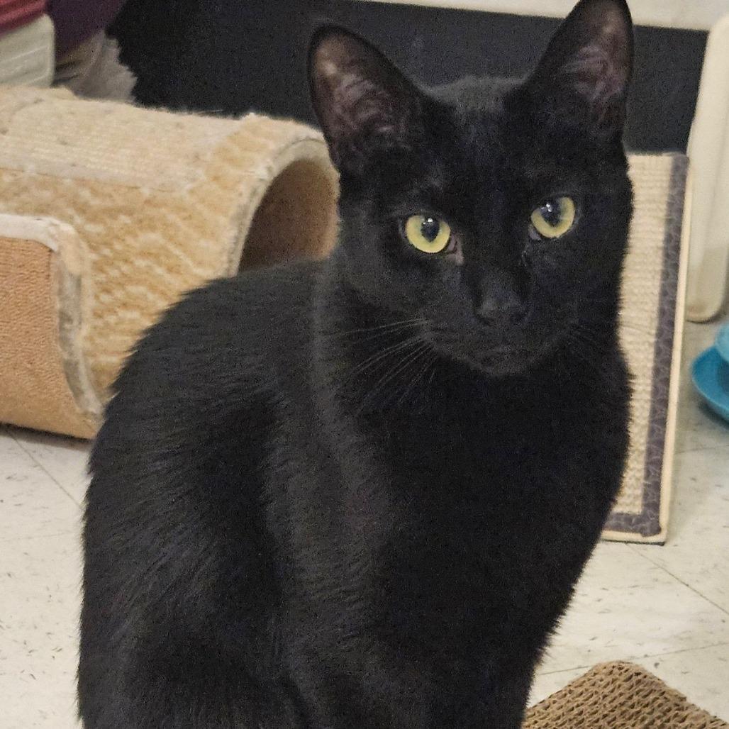 Binx Bonded to Auggie — thumbnail 2