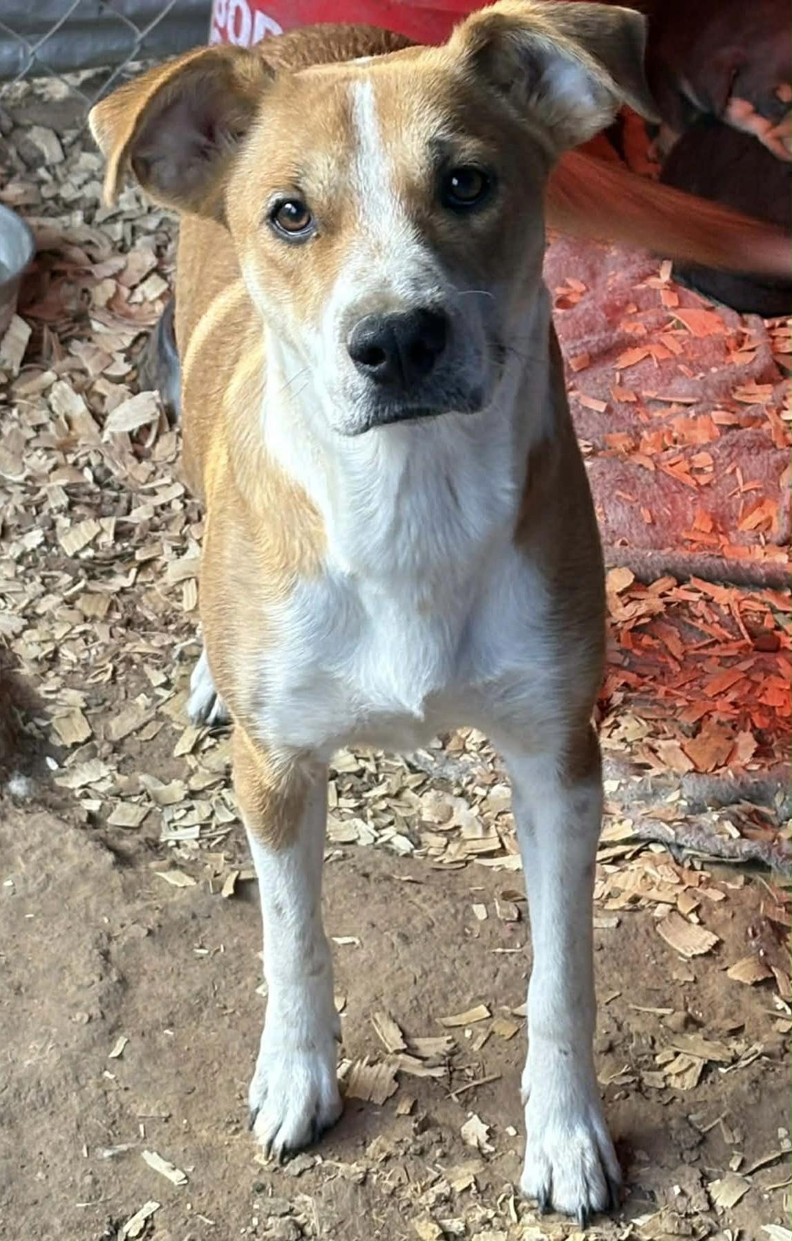 Enlarge Honey , a ADOPTABLE mixed breed in Dallas, TX image 1/2