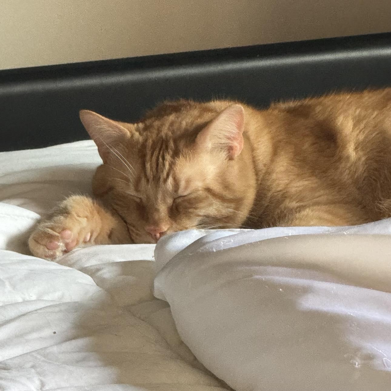 Saber & Sabrina*BONDED*, Adult Male Domestic Short Hair