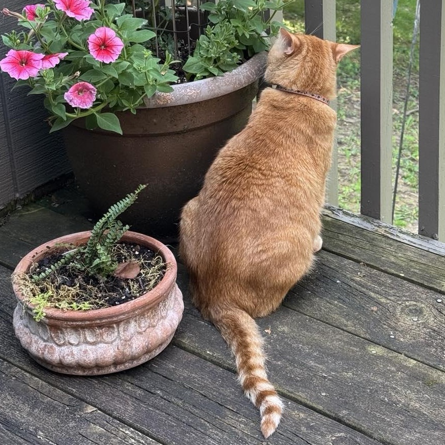 Saber & Sabrina*BONDED*, a Adoptable Domestic Short Hair in Fairborn, OH image 5/5