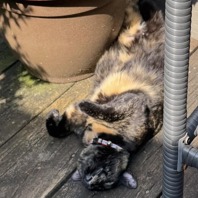 Saber & Sabrina*BONDED*, a Adoptable Domestic Short Hair in Fairborn, OH image 2/5