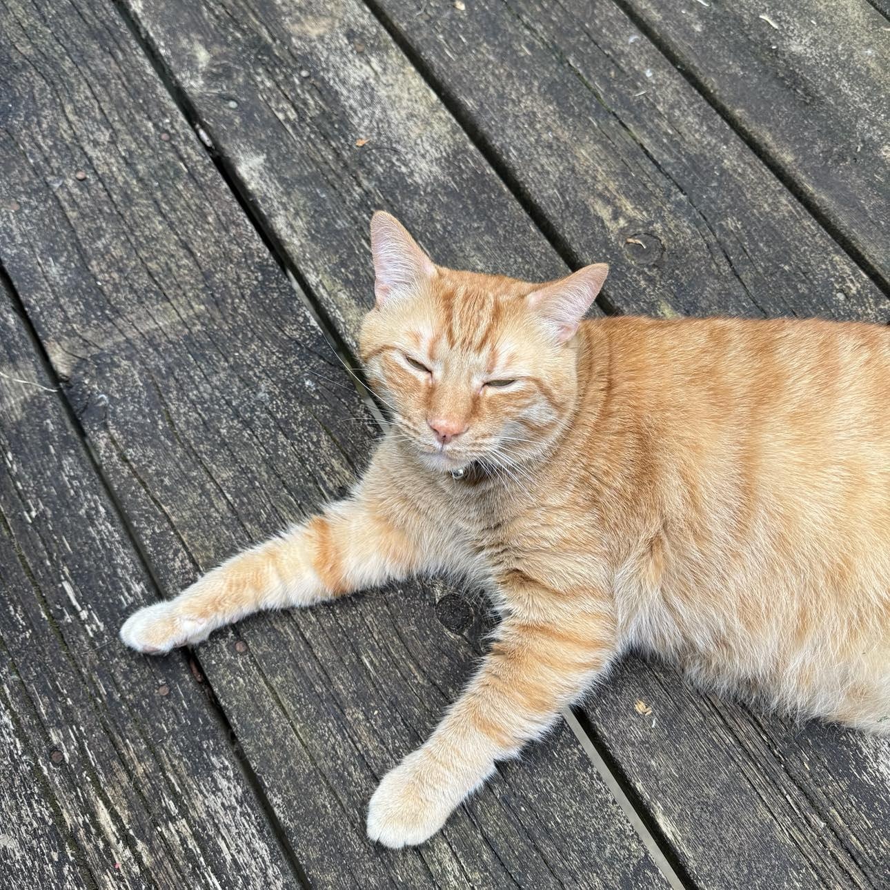 Saber & Sabrina*BONDED*, a Adoptable Domestic Short Hair in Fairborn, OH image 4/5