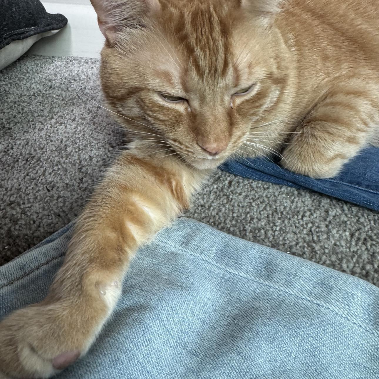 Saber & Sabrina*BONDED*, a Adoptable Domestic Short Hair in Fairborn, OH image 3/5