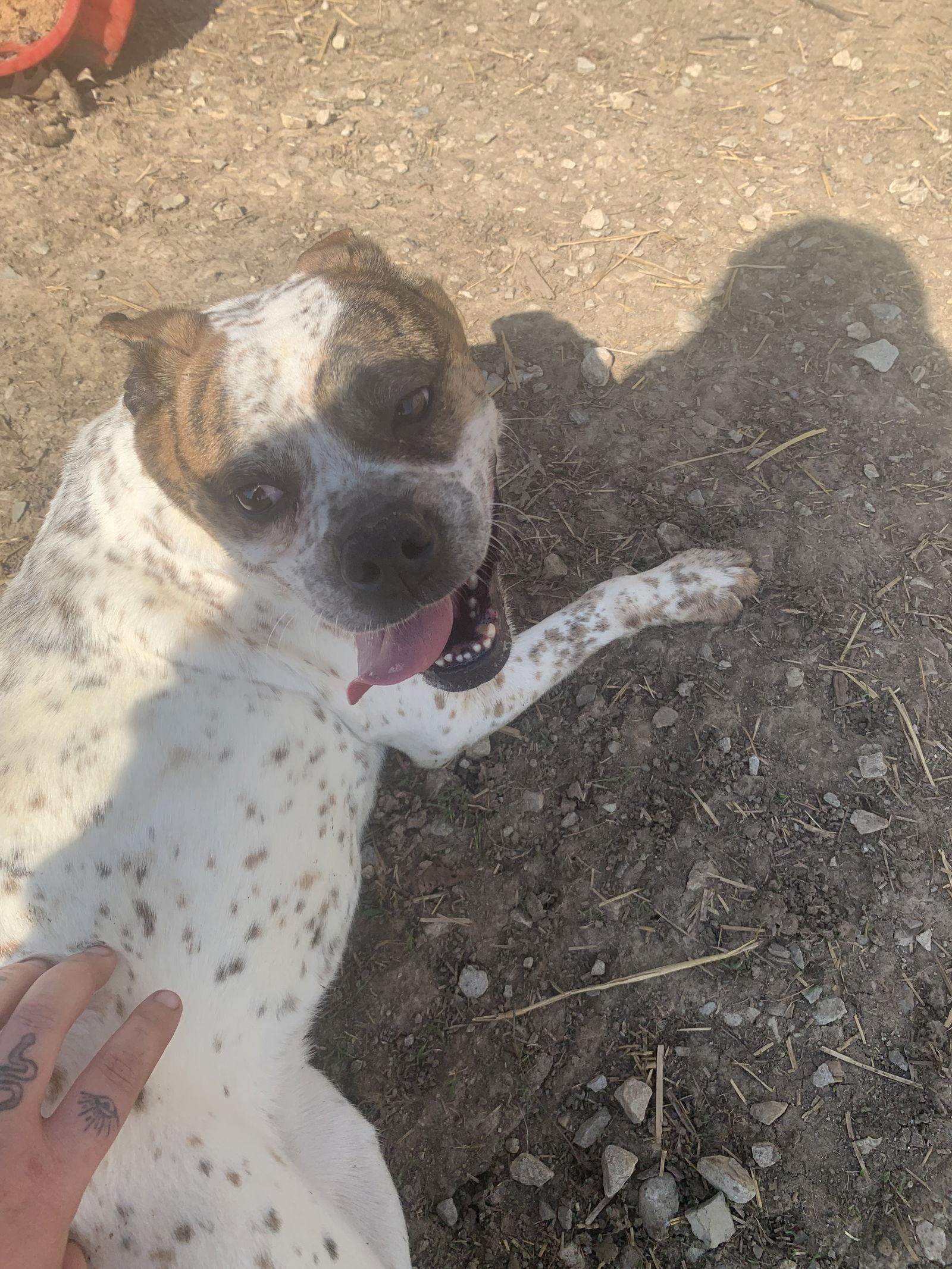 cupcake, Adoptable, Adult Female Boston Terrier.