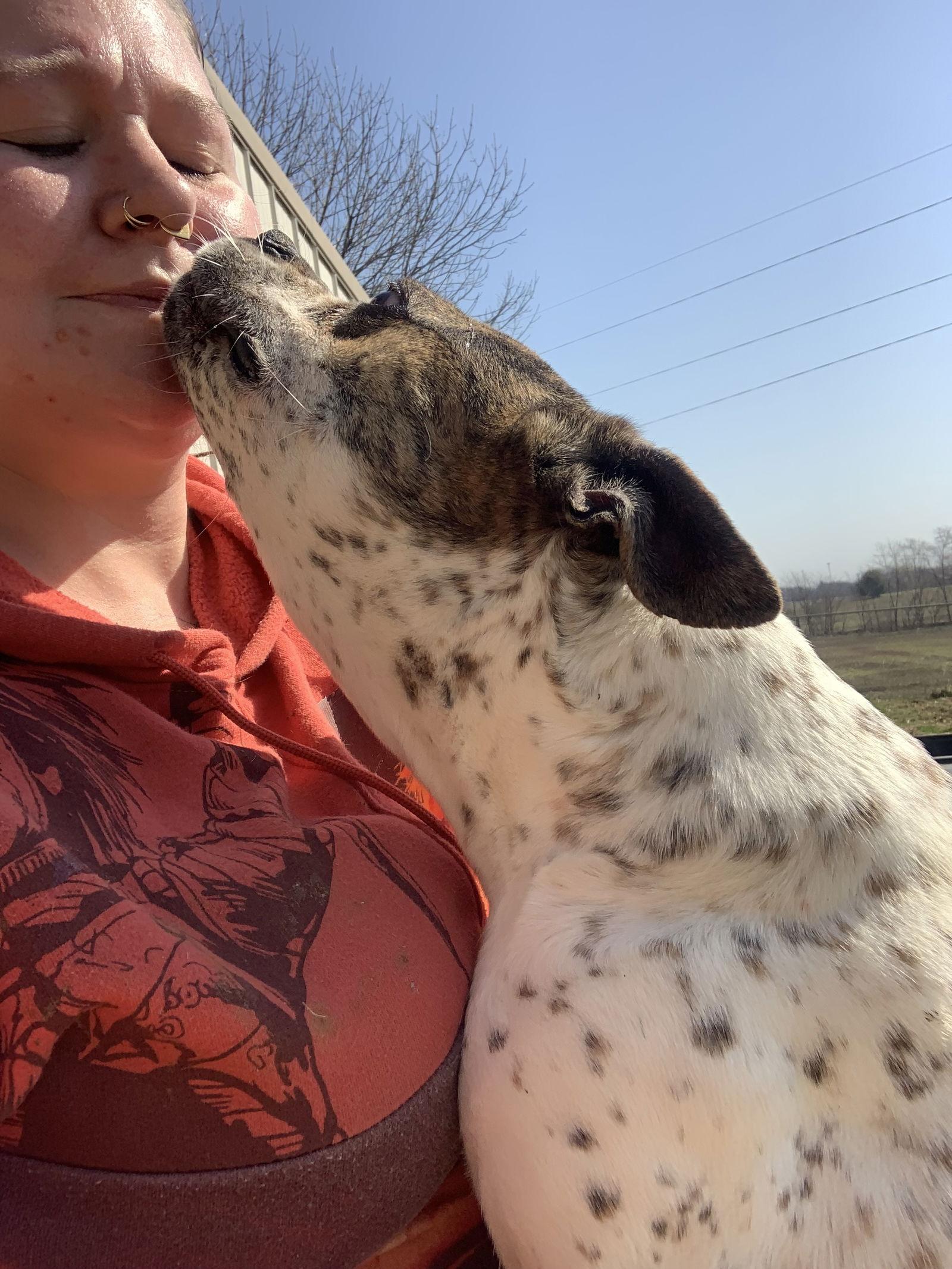 cupcake, a Adoptable Boston Terrier in Fairfield, IL image 2/3