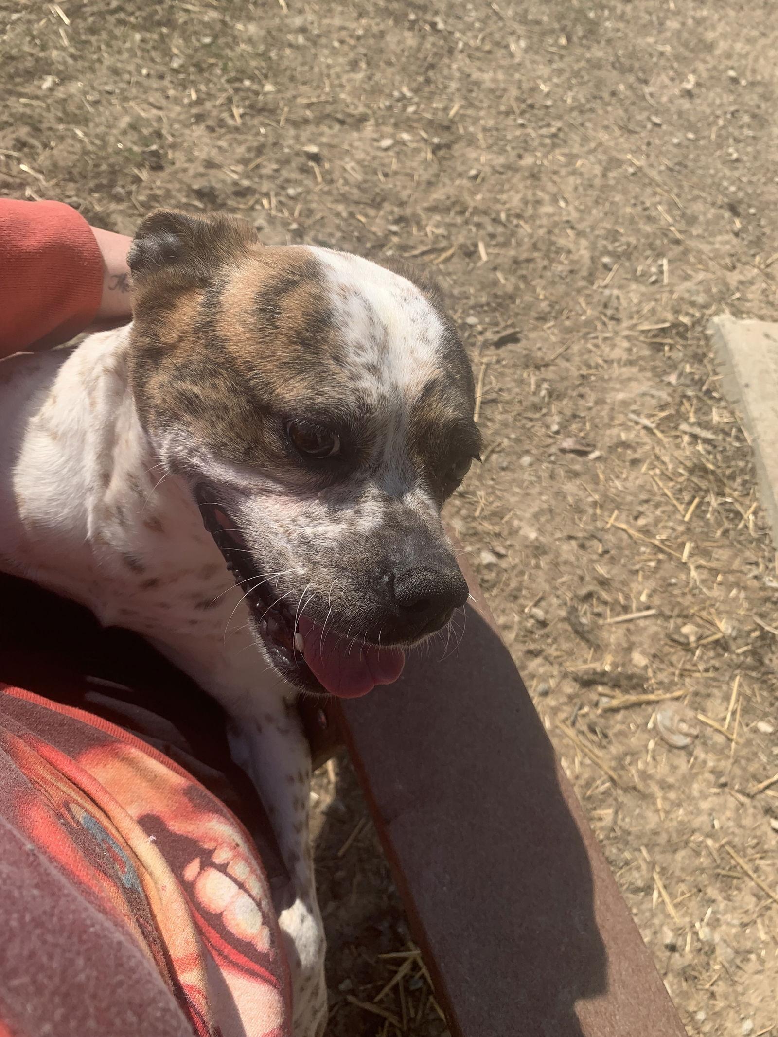 cupcake, a Adoptable Boston Terrier in Fairfield, IL image 3/3