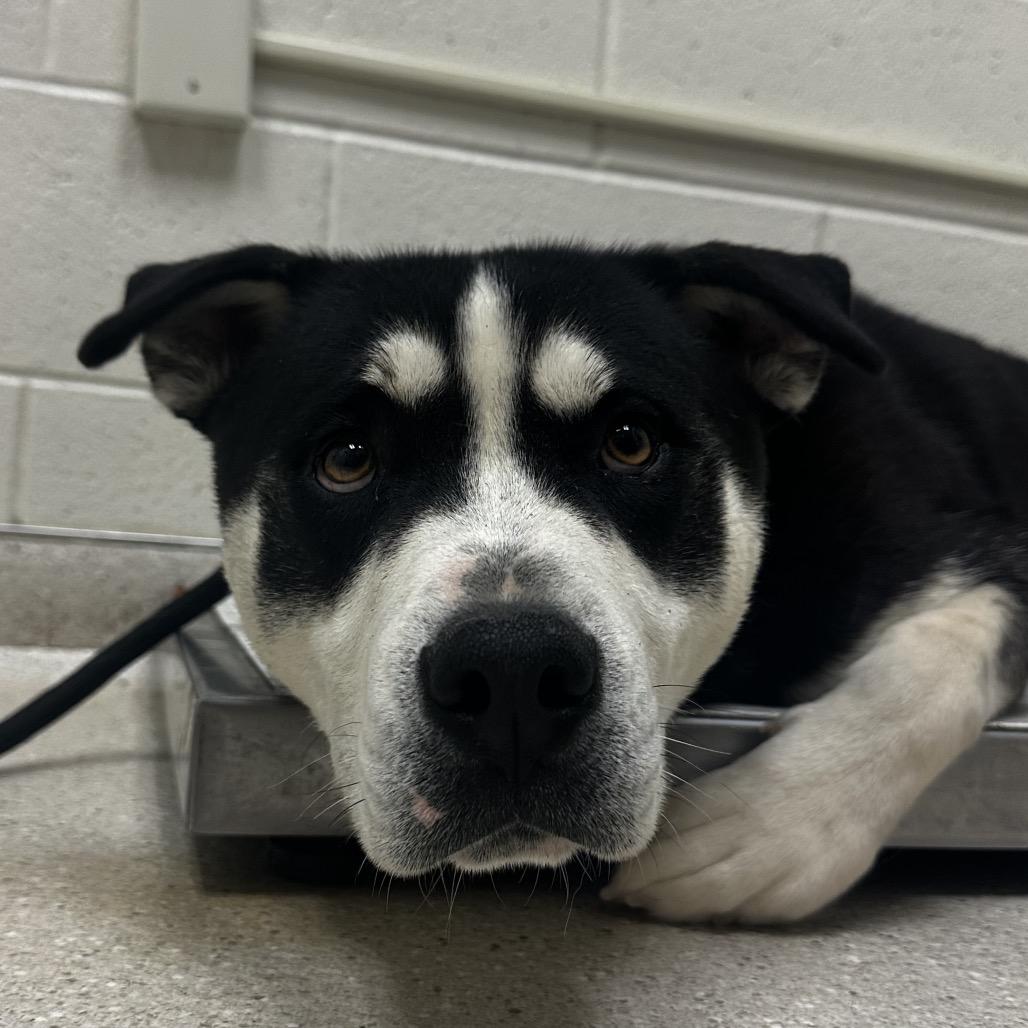 Enlarge Kingston, a Adoptable Mixed Breed in Murray, UT image 1/2