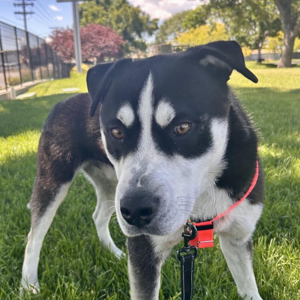 Enlarge Kingston, a Adoptable Mixed Breed in Murray, UT image 2/2