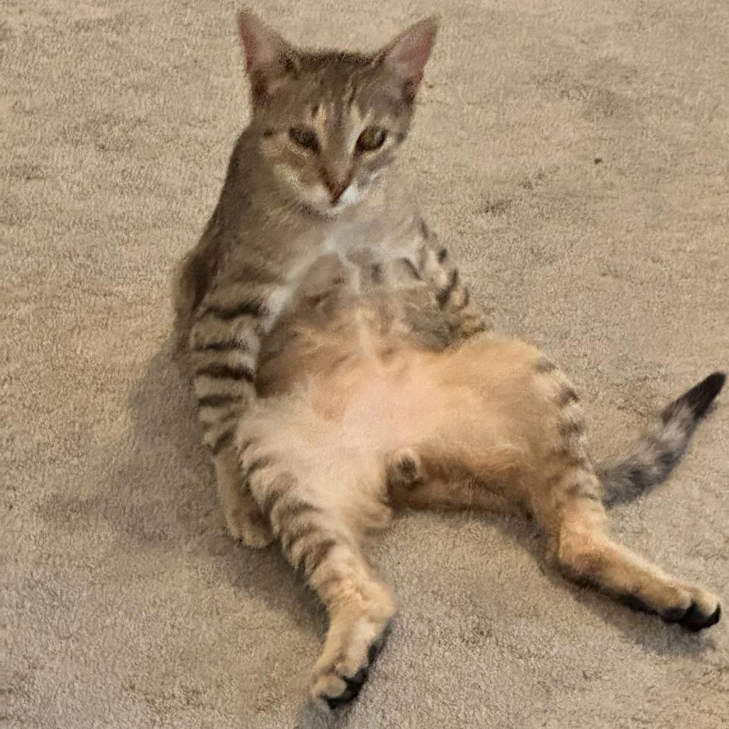 Enlarge Billy Jo, a Adoptable Domestic Short Hair in Medina, OH image 1/3