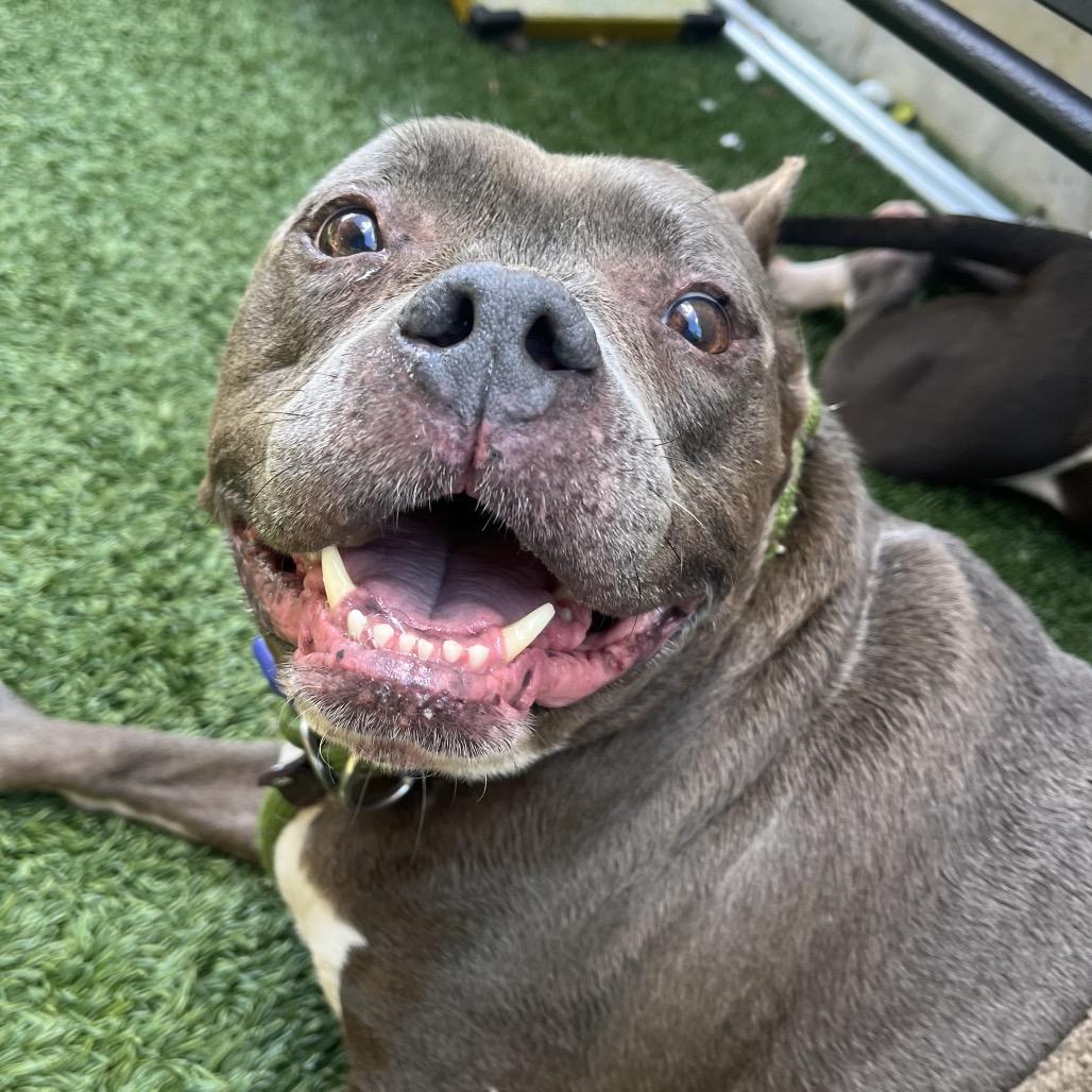 Diesel (Foster)(Reduced Adoption Fee) photo