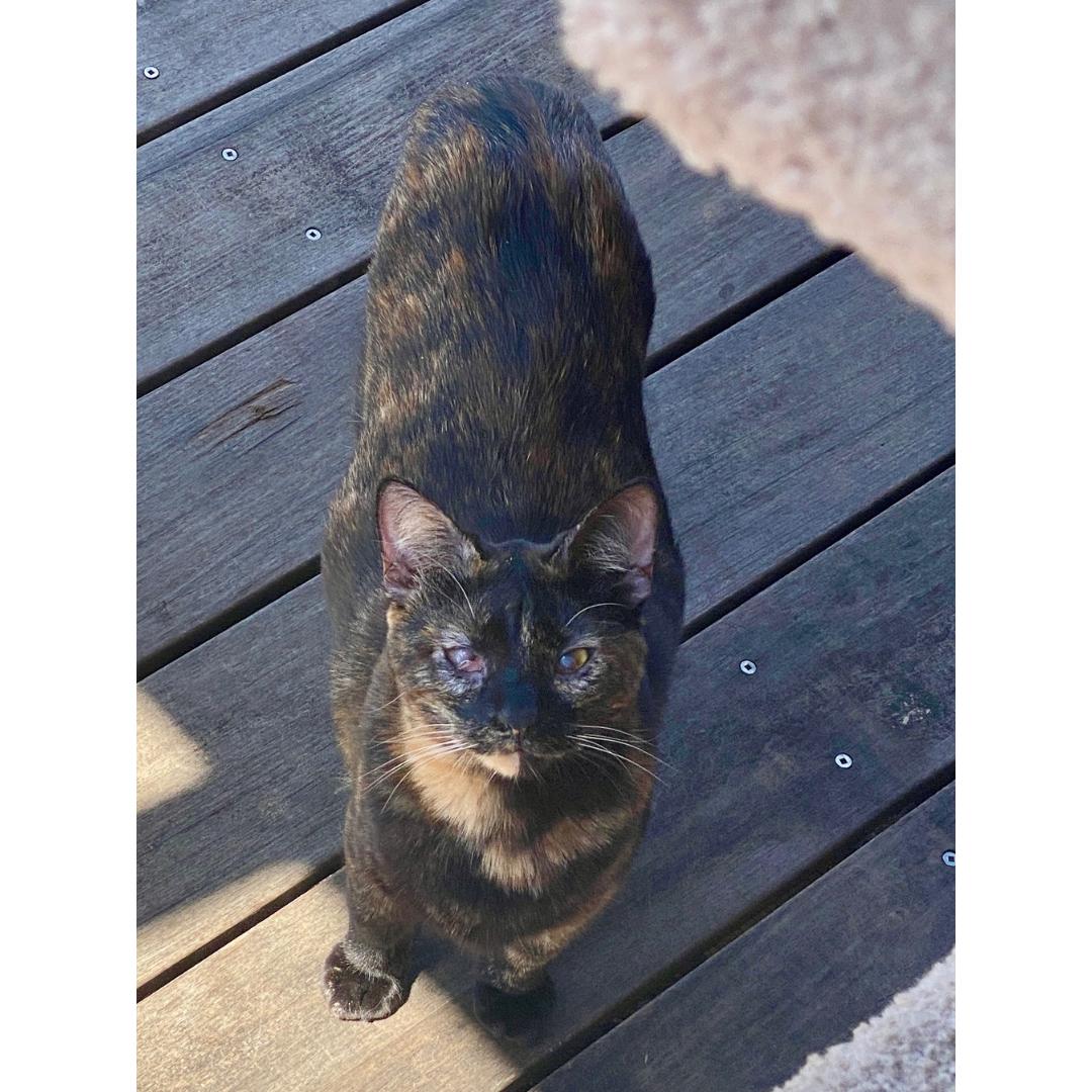 Enlarge Hazel, a Adoptable mixed breed in Morgan Hill, CA image 4/4