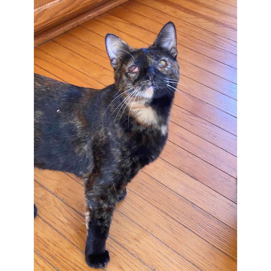 Enlarge Hazel, a Adoptable mixed breed in Morgan Hill, CA image 3/4