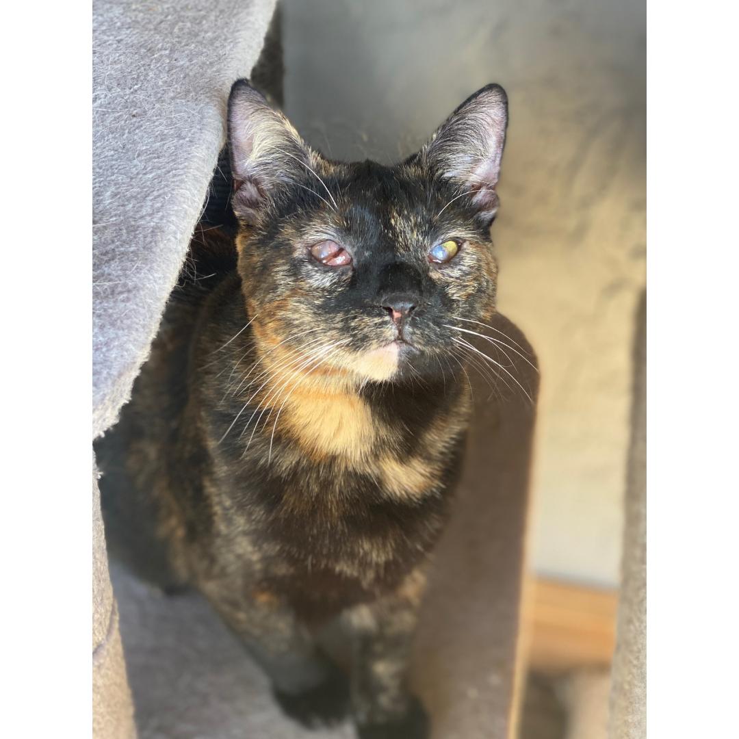 Hazel