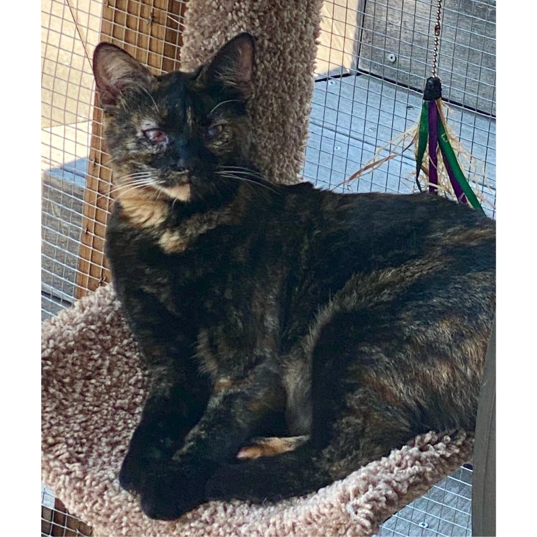 Enlarge Hazel, a Adoptable mixed breed in Morgan Hill, CA image 2/4