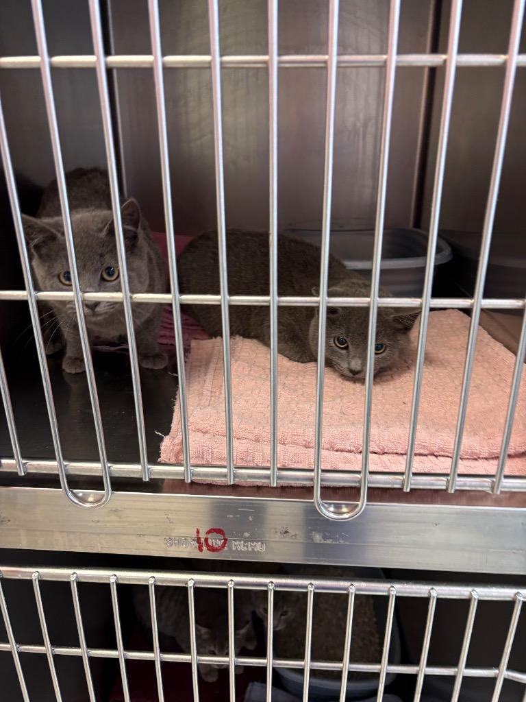 Duchess, Adoptable, Young Male Domestic Short Hair.