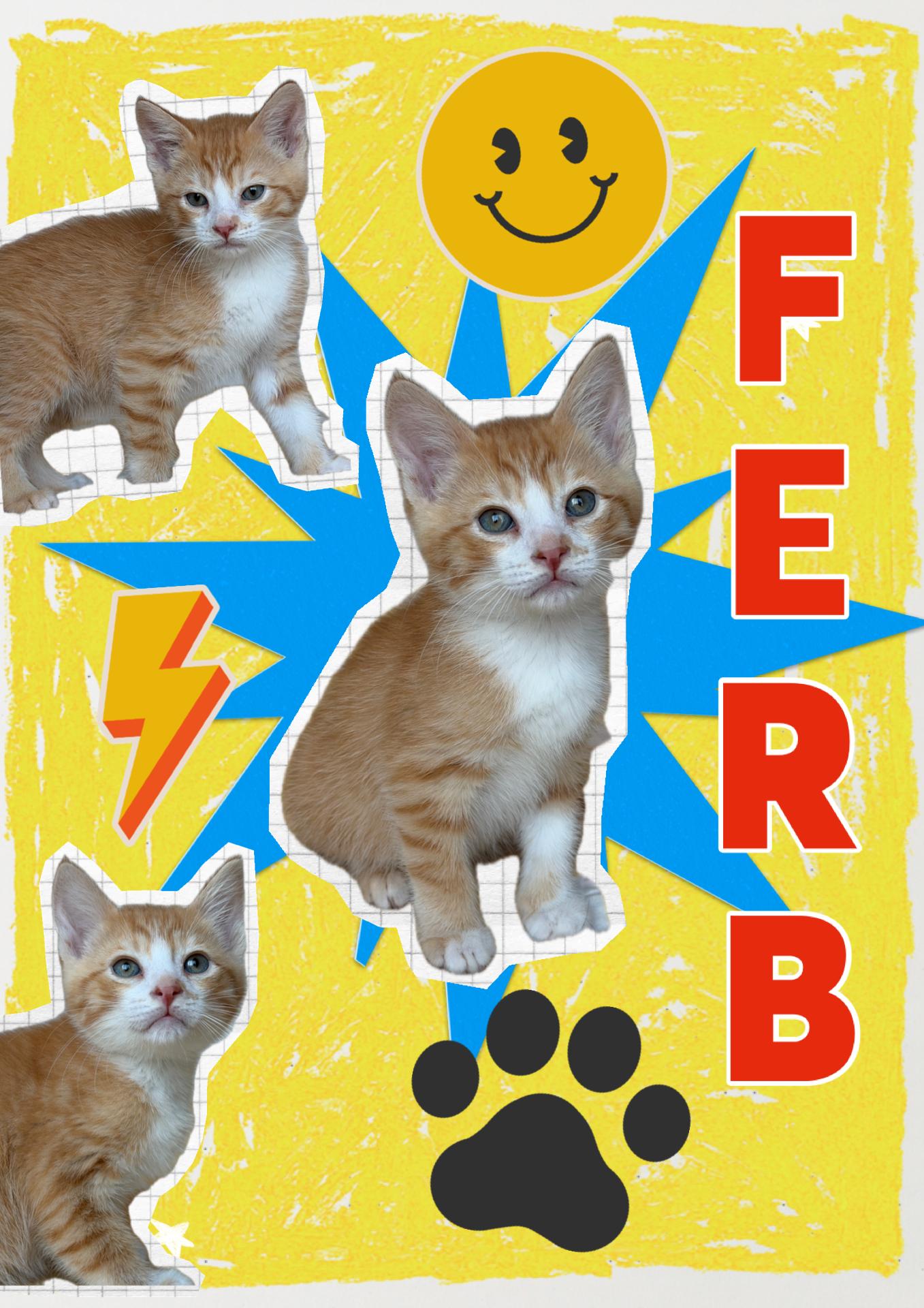 Ferb, adopted, Kitten Male Tabby.