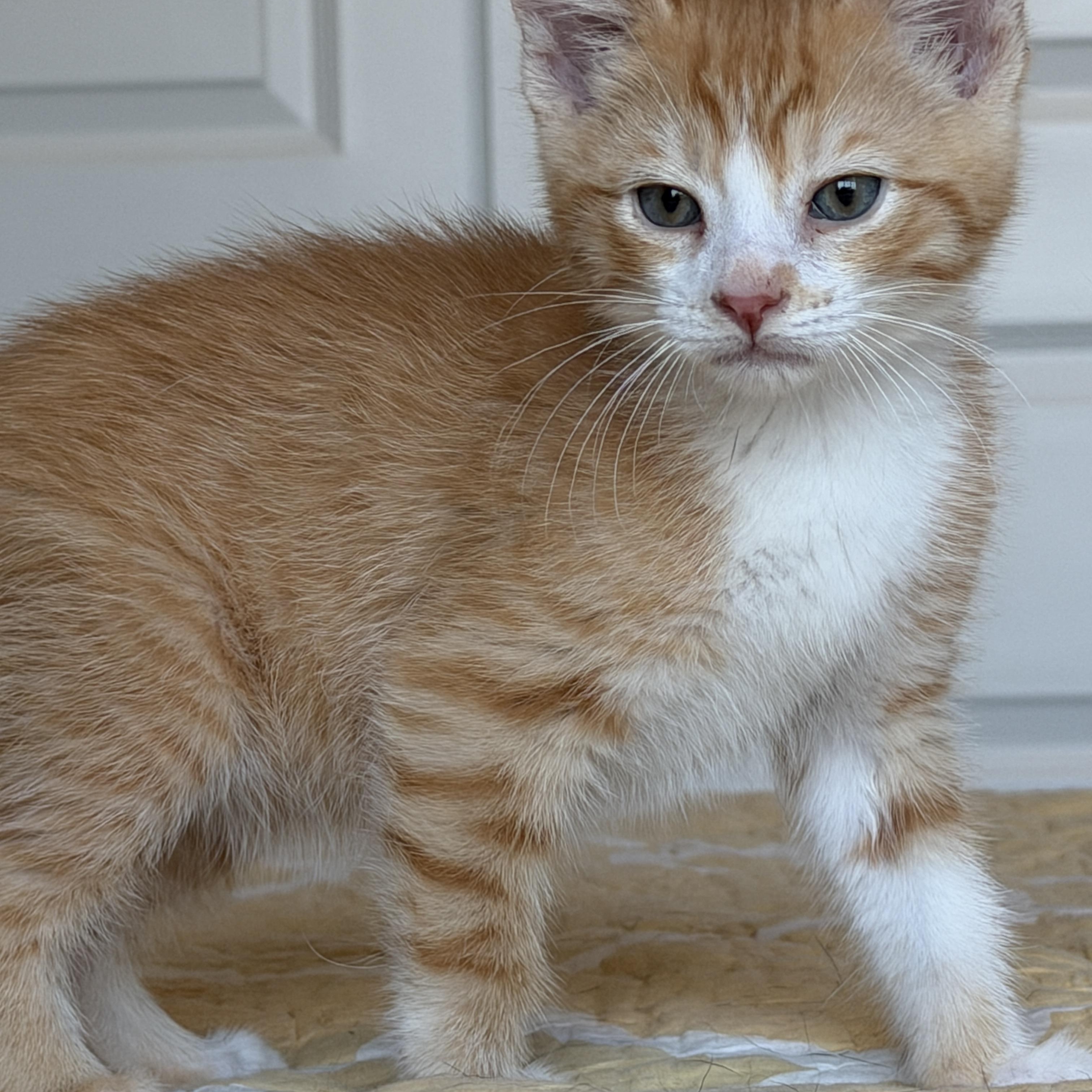 Ferb, an adopted Tabby in Pasco, WA image 4/6